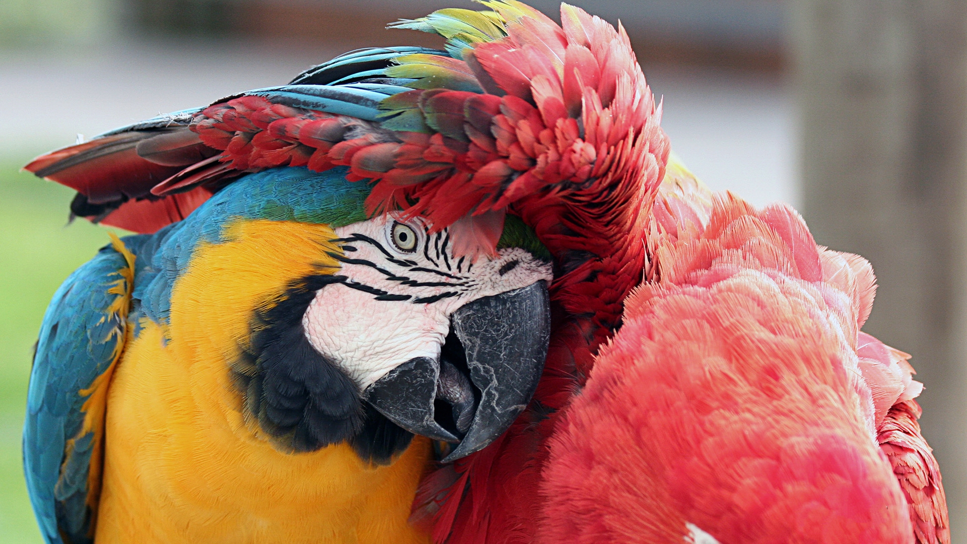 animal, macaw, bird, blue and yellow macaw, parrot, red and green macaw, birds