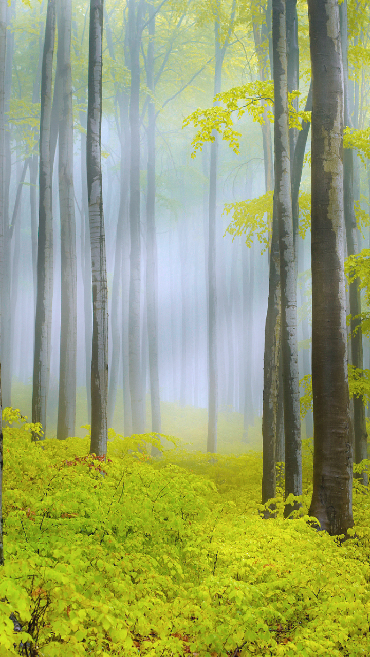 Download mobile wallpaper Nature, Forest, Tree, Fog, Earth, Spring, Sunbeam, Sunbean for free.