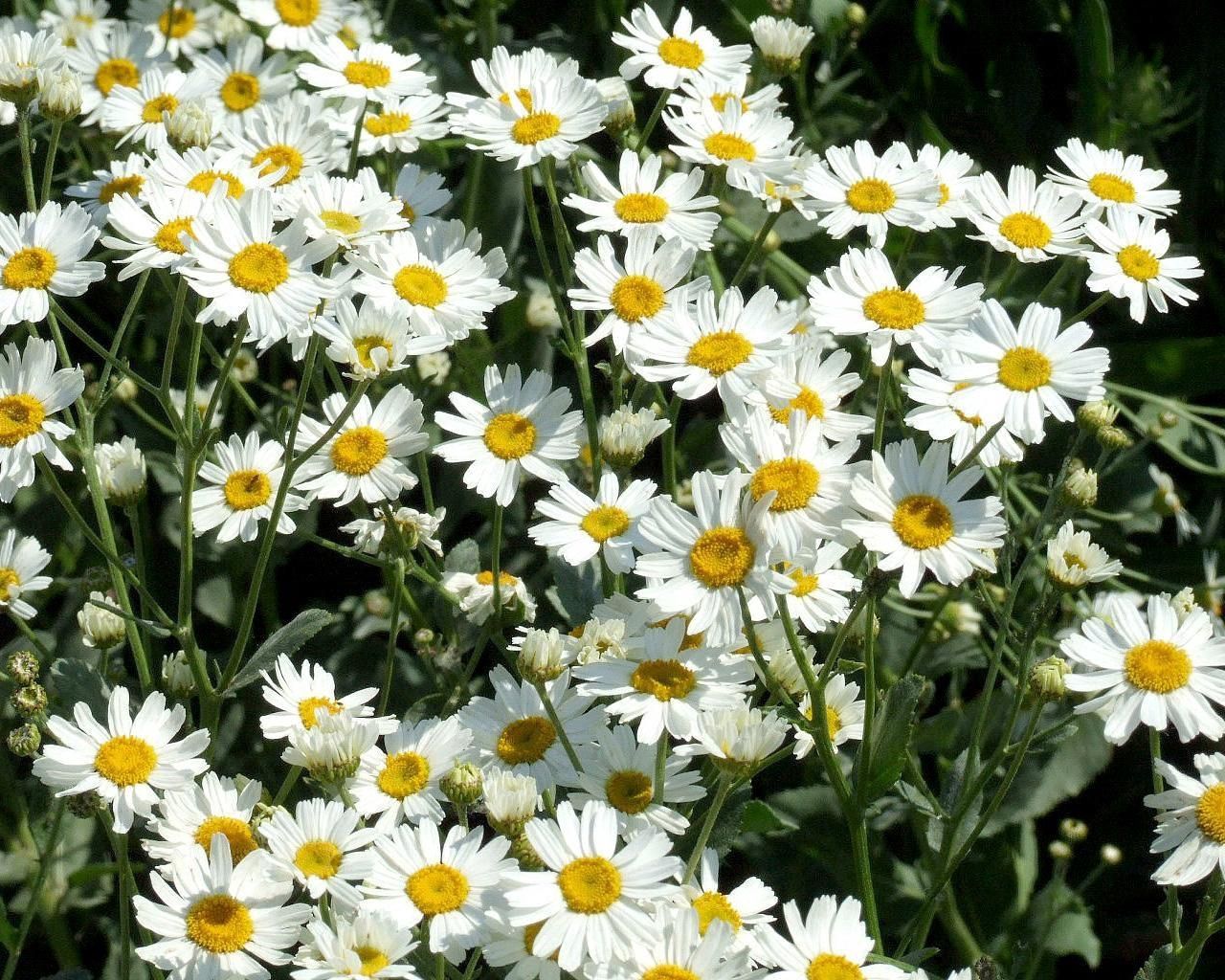 flowers, camomile, greens, polyana, glade, sunny Phone Background