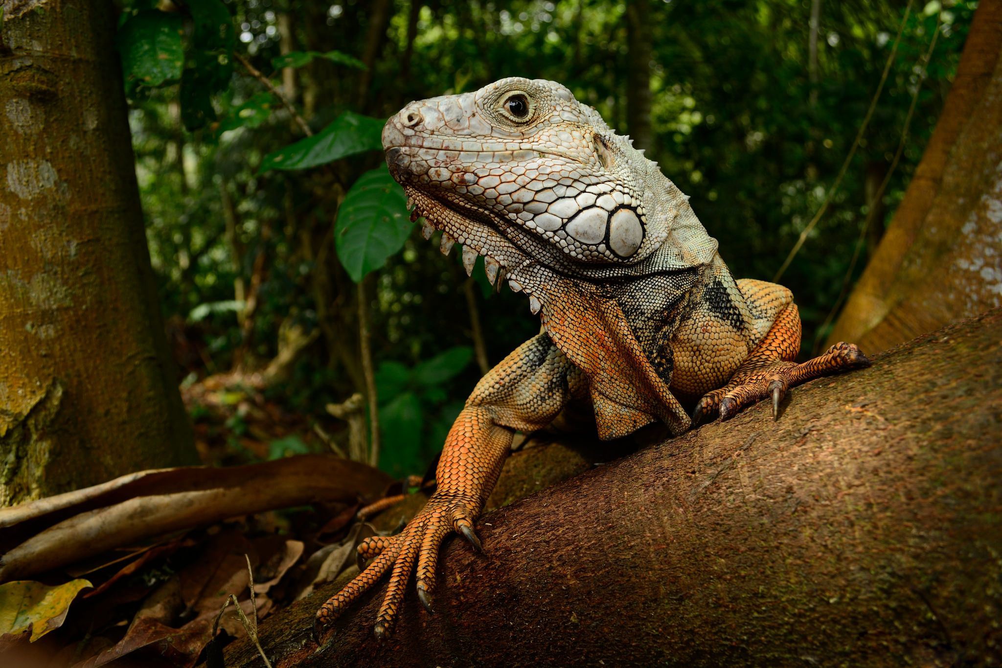 Téléchargez des papiers peints mobile Animaux, Reptile, Reptiles, Iguane gratuitement.