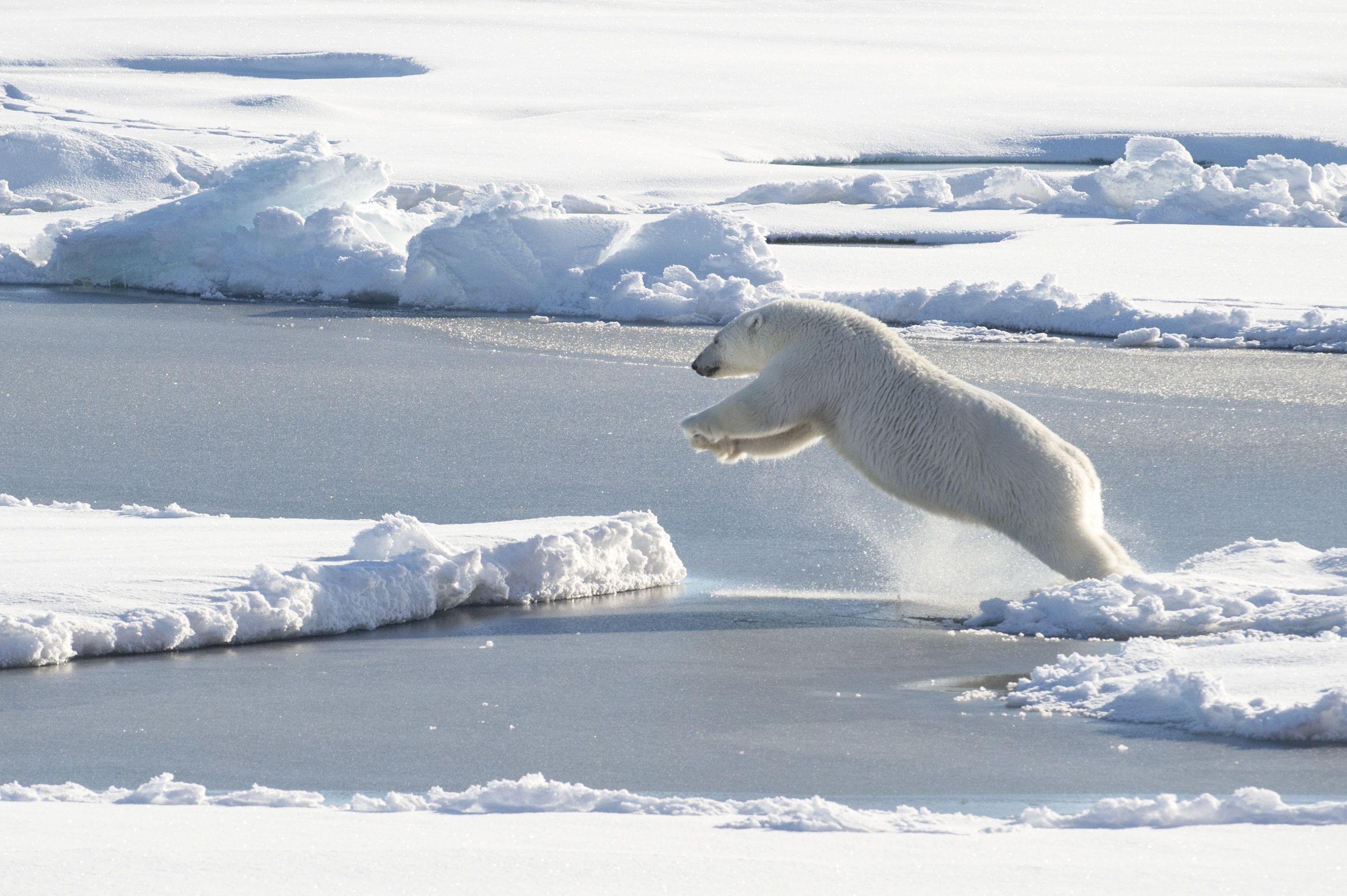 Laden Sie das Bären, Eisbär, Tiere-Bild kostenlos auf Ihren PC-Desktop herunter