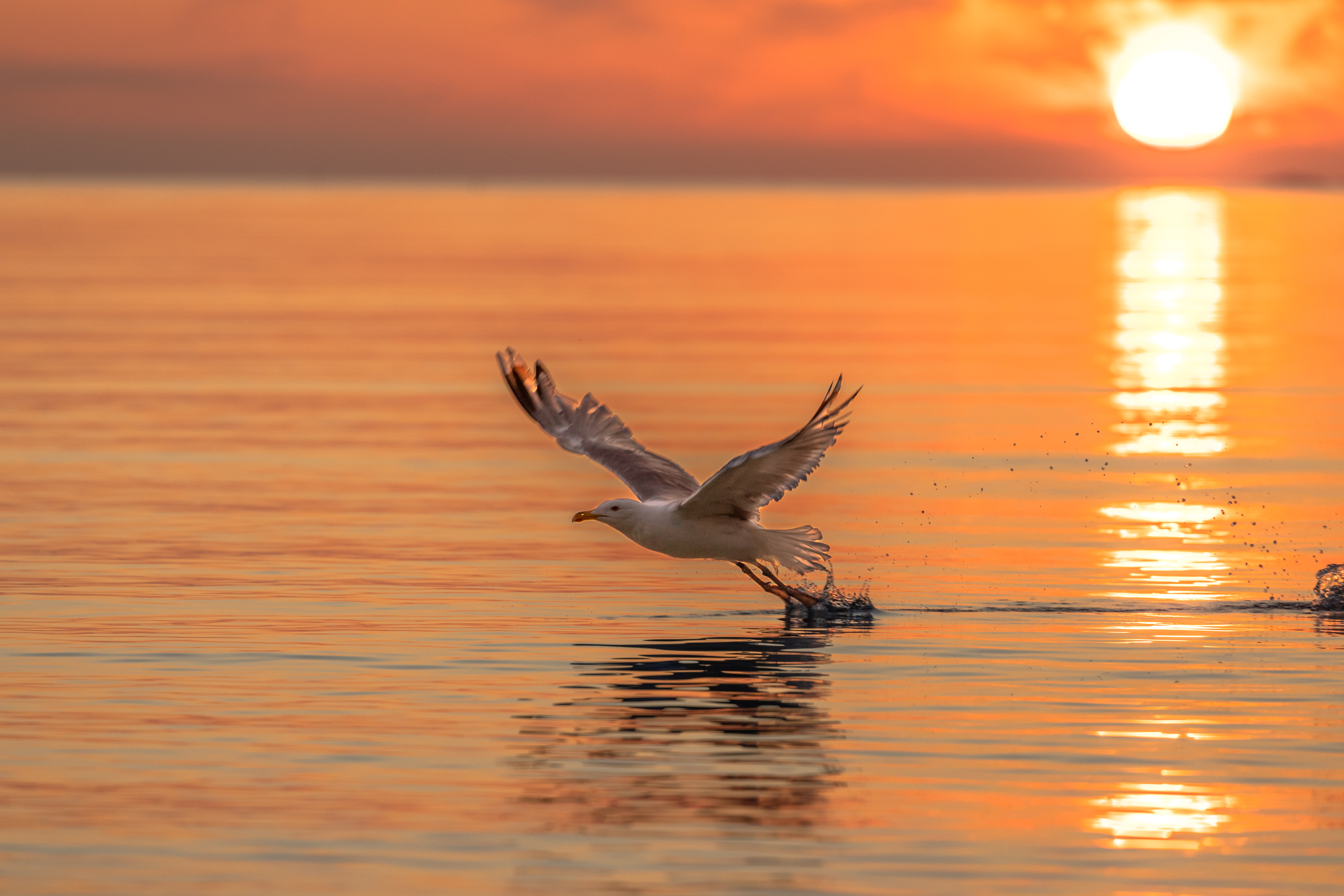 Download mobile wallpaper Bird, Gull, Animals, Seagull, Flight, Sunset, Sea for free.
