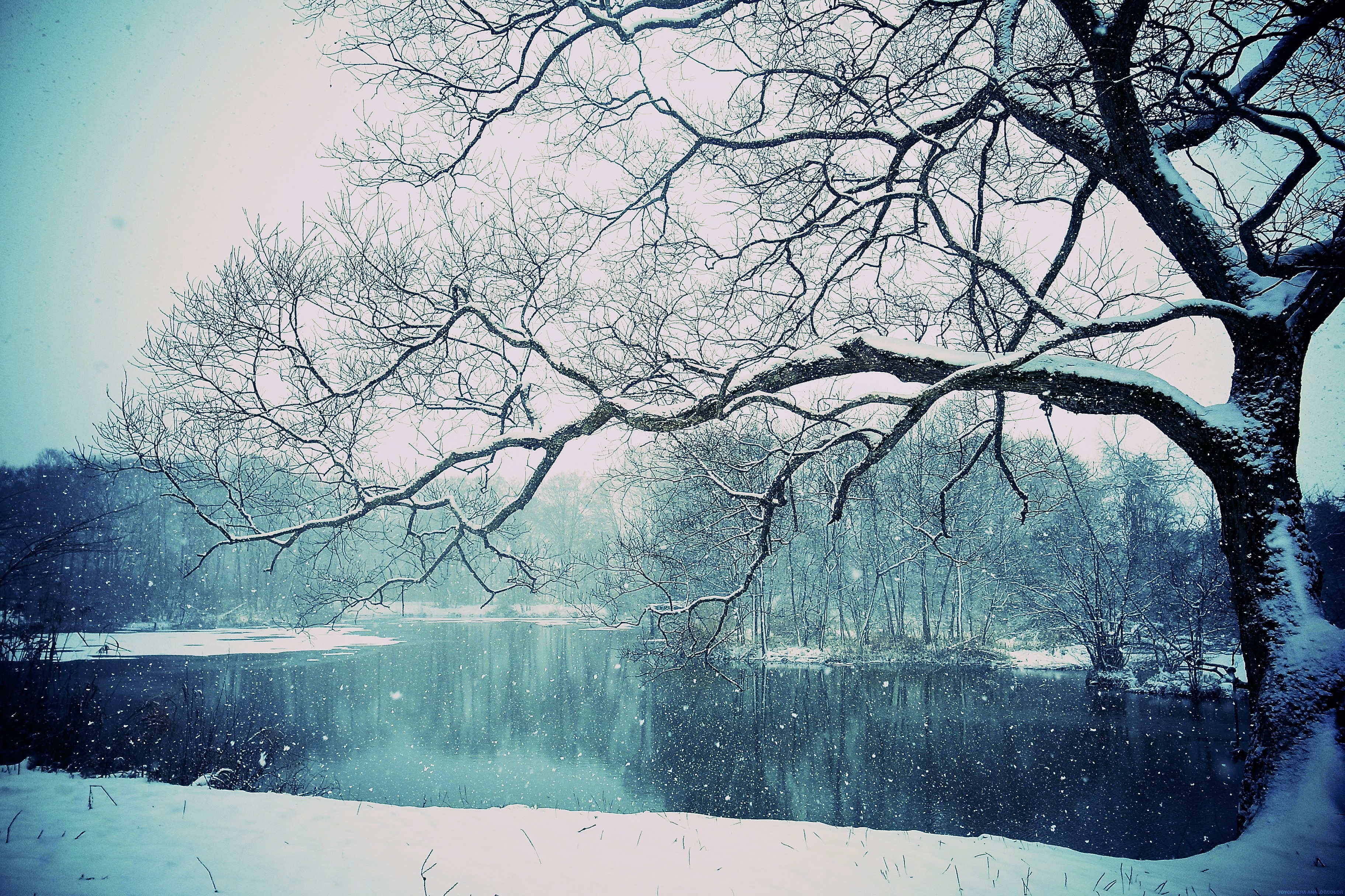 Скачать картинку Снег, Озера, Озеро, Дерево, Земля/природа в телефон бесплатно.