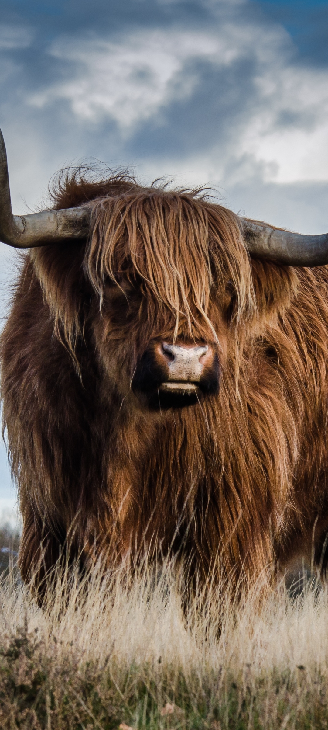 Téléchargez des papiers peints mobile Animaux, Vache gratuitement.