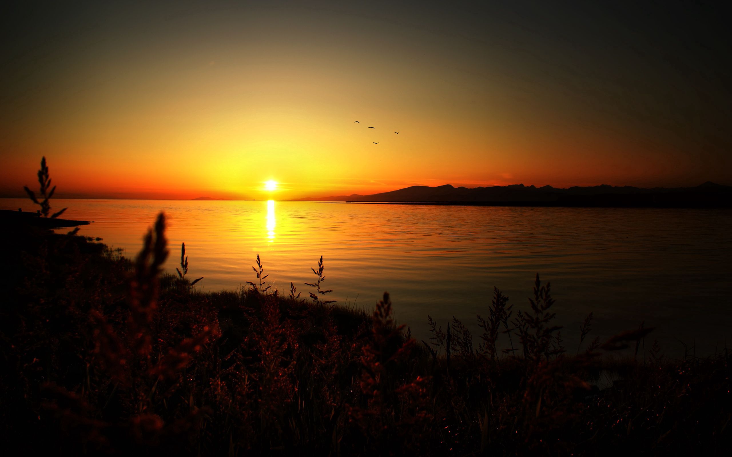 birds, sunset, nature, grass, lake, shore, bank 1080p