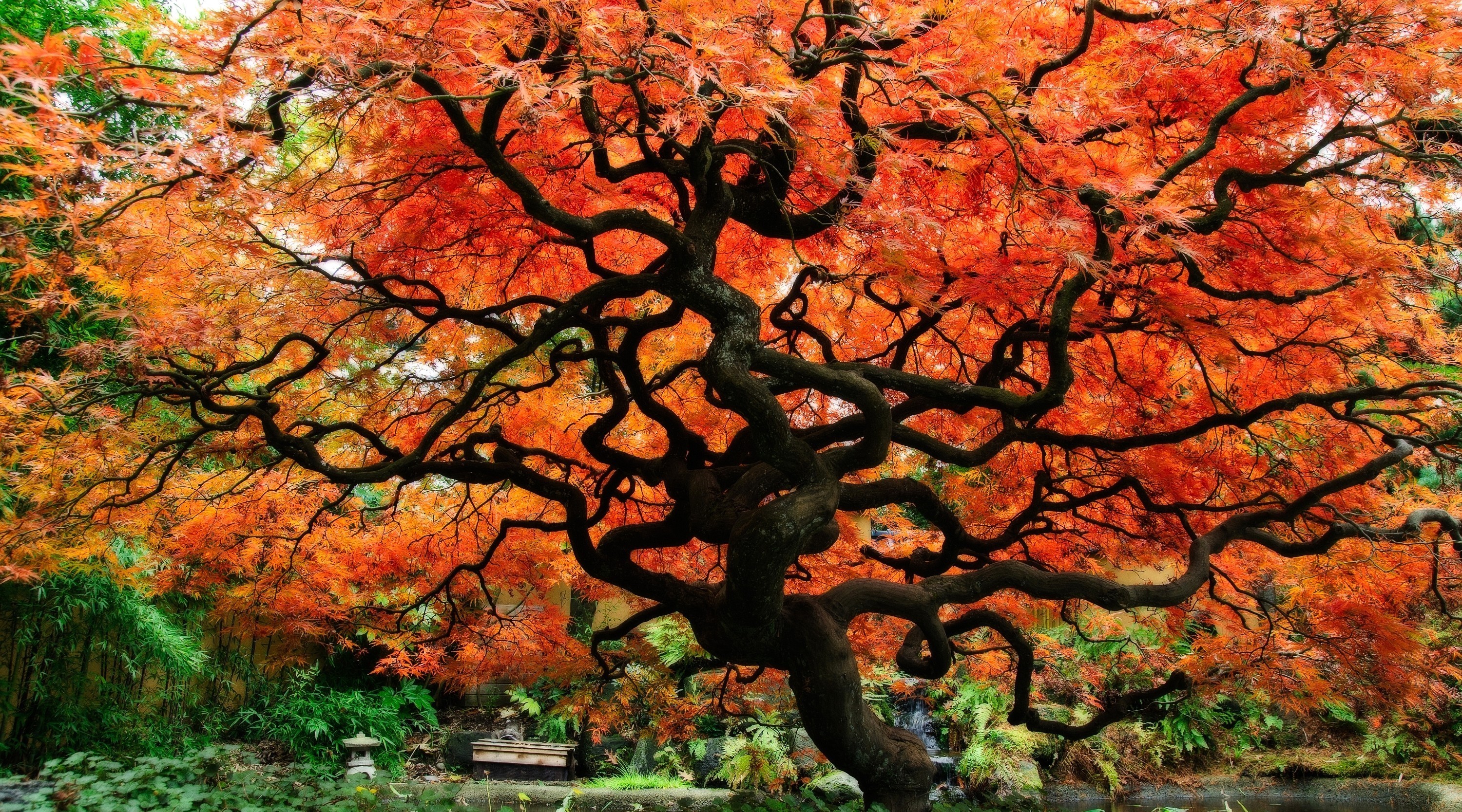 japan, japanese garden, man made, fall, tree