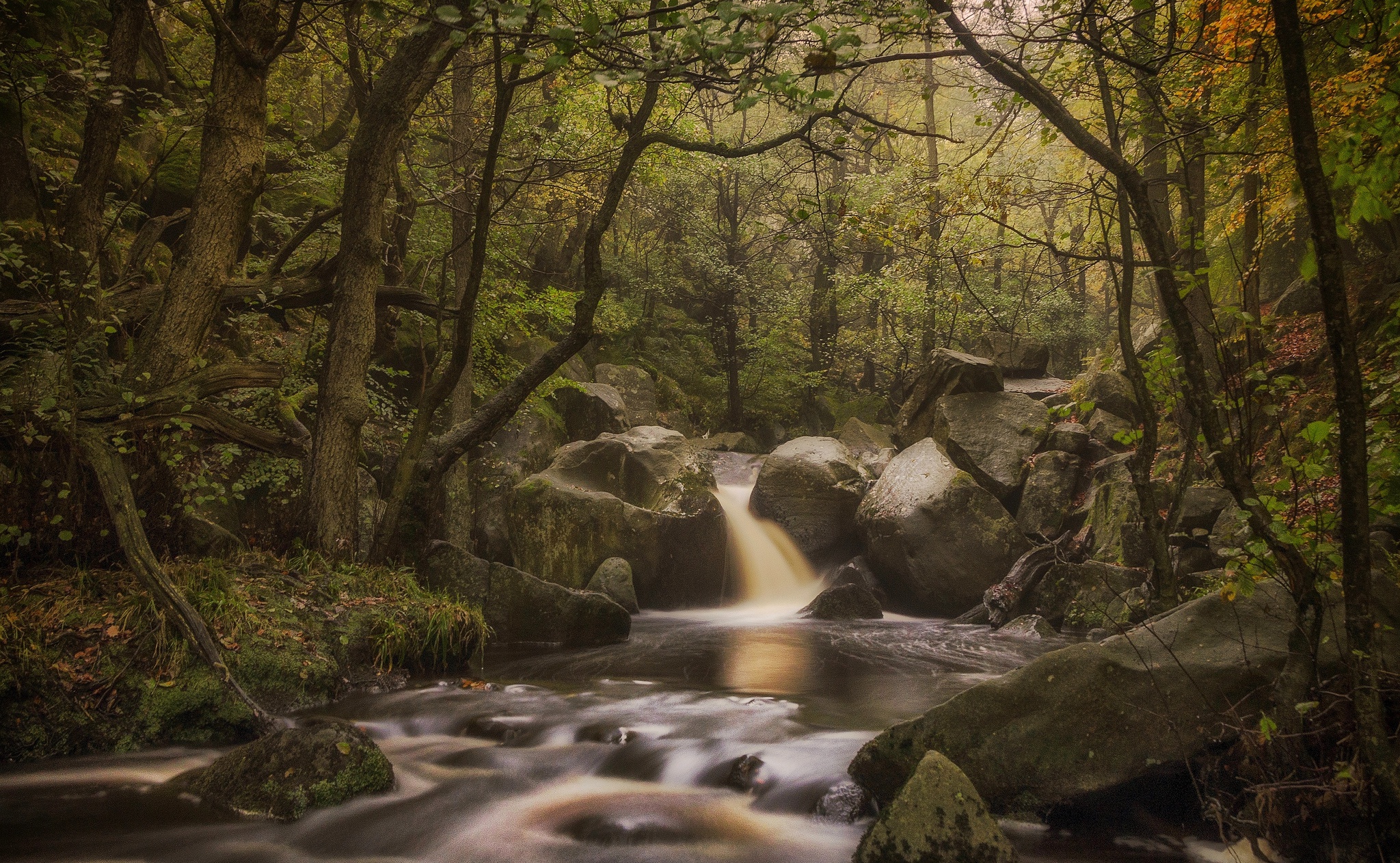 Free download wallpaper Nature, Forest, Tree, Earth, Stream on your PC desktop