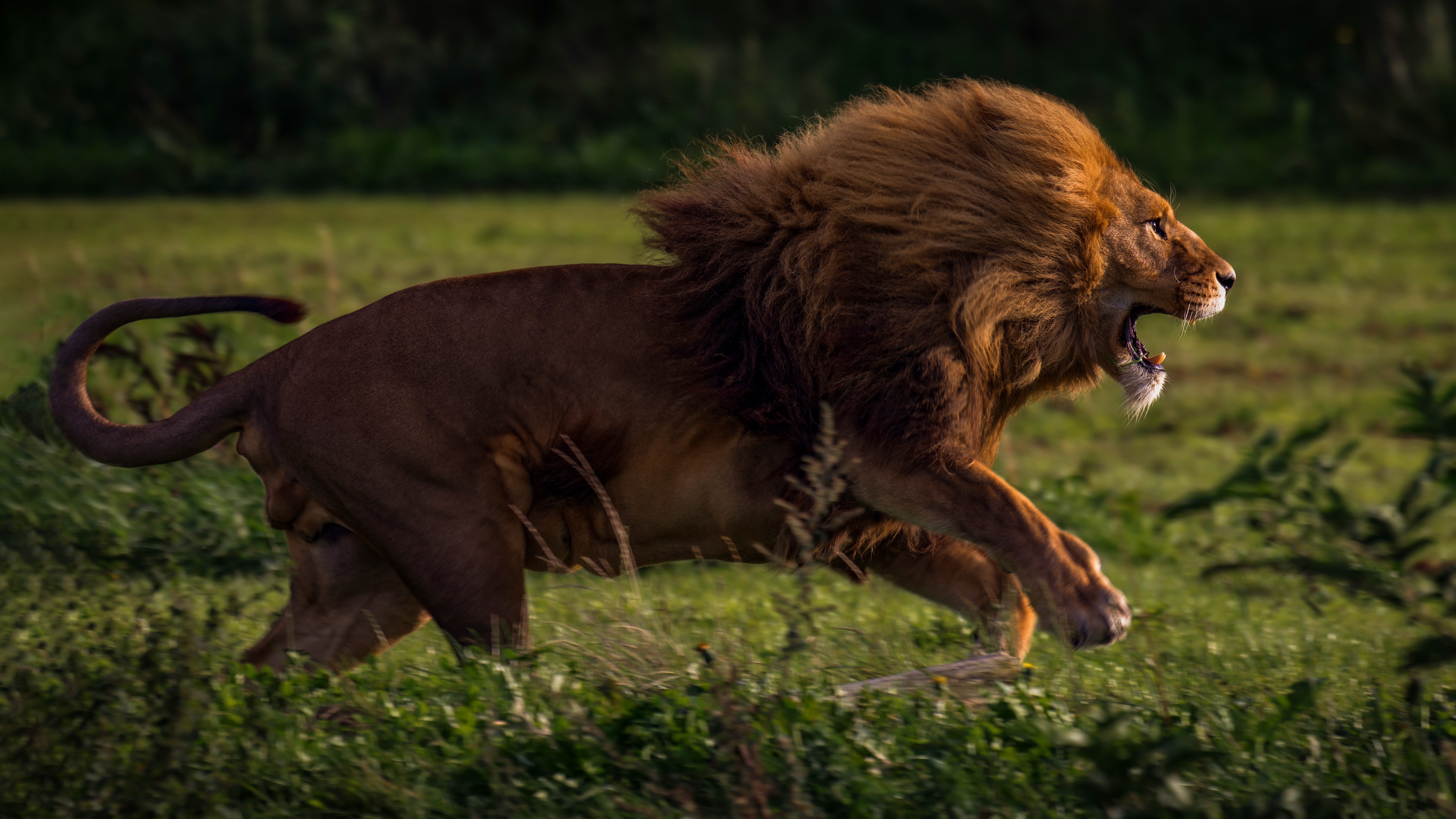 Téléchargez des papiers peints mobile Animaux, Chats, Lion gratuitement.