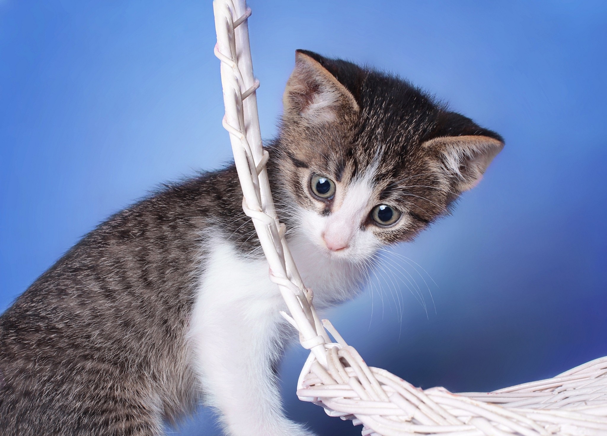 Handy-Wallpaper Tiere, Katzen, Katze, Kätzchen, Tierbaby kostenlos herunterladen.