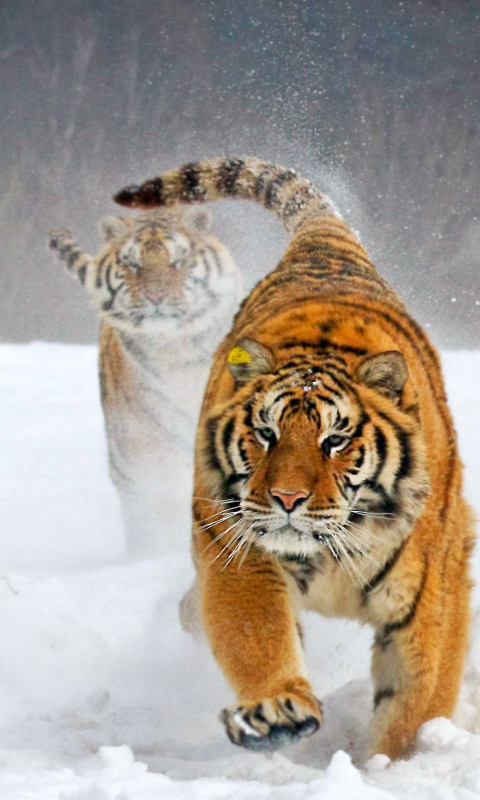 Téléchargez des papiers peints mobile Animaux, Chats, Tigre gratuitement.