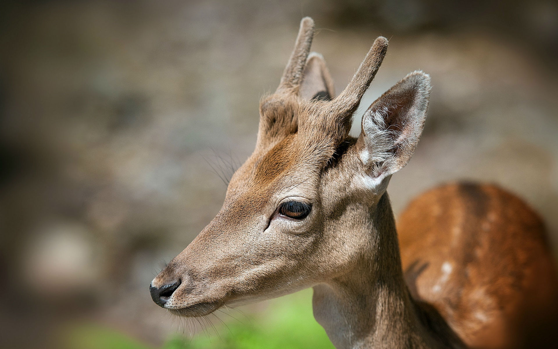 Free download wallpaper Deer, Animal on your PC desktop