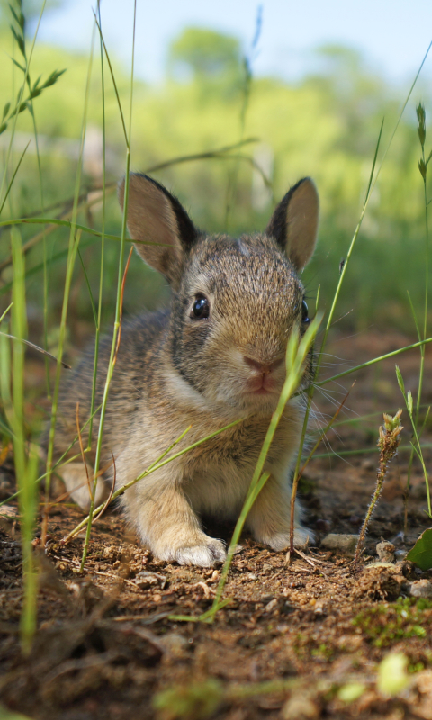 Handy-Wallpaper Tiere, Hase kostenlos herunterladen.