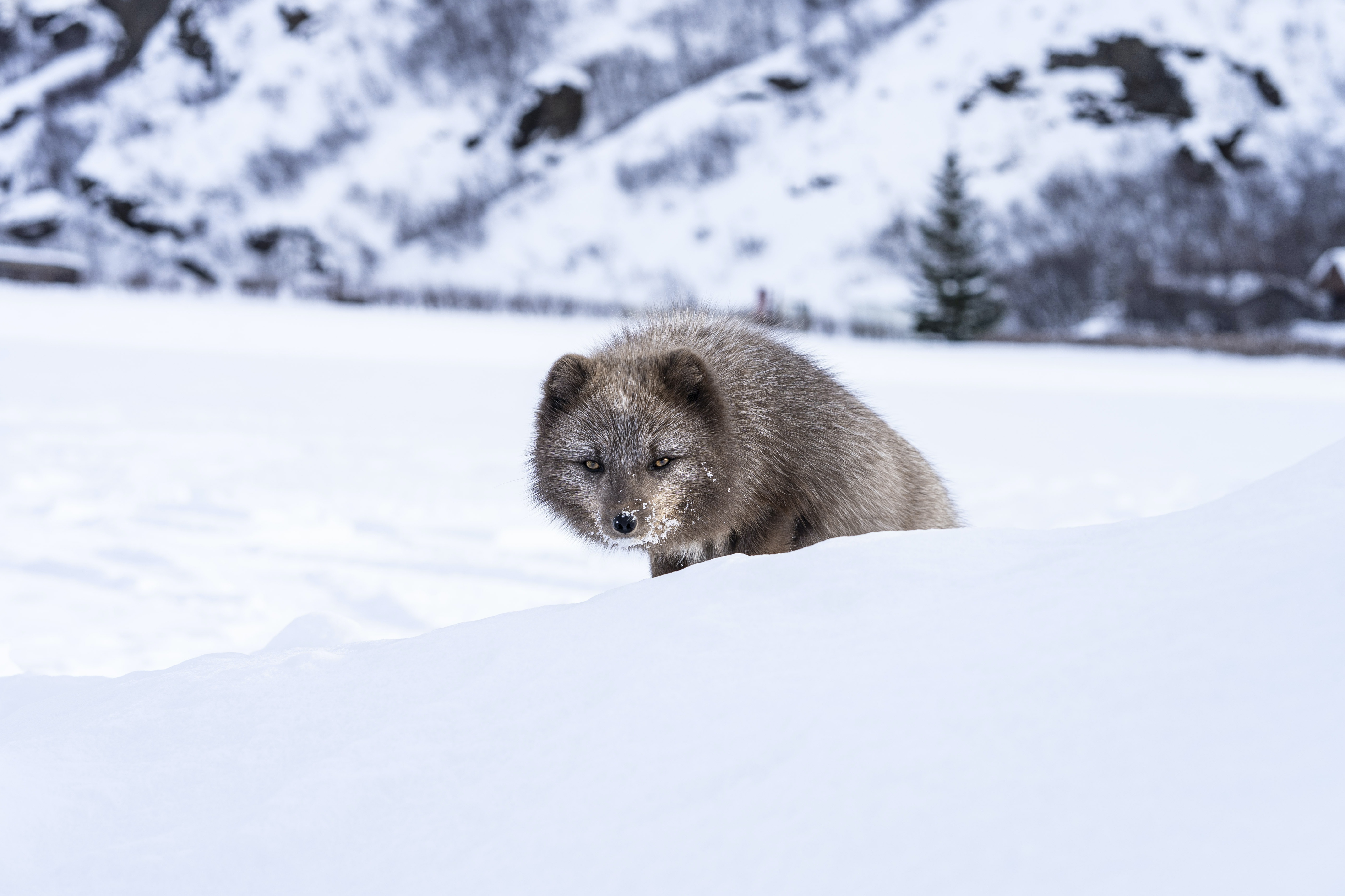 Free download wallpaper Winter, Snow, Animal, Arctic Fox on your PC desktop
