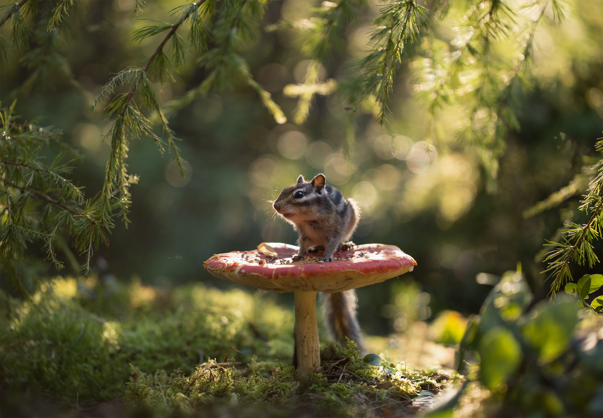 Laden Sie das Tiere, Pilz, Streifenhörnchen-Bild kostenlos auf Ihren PC-Desktop herunter