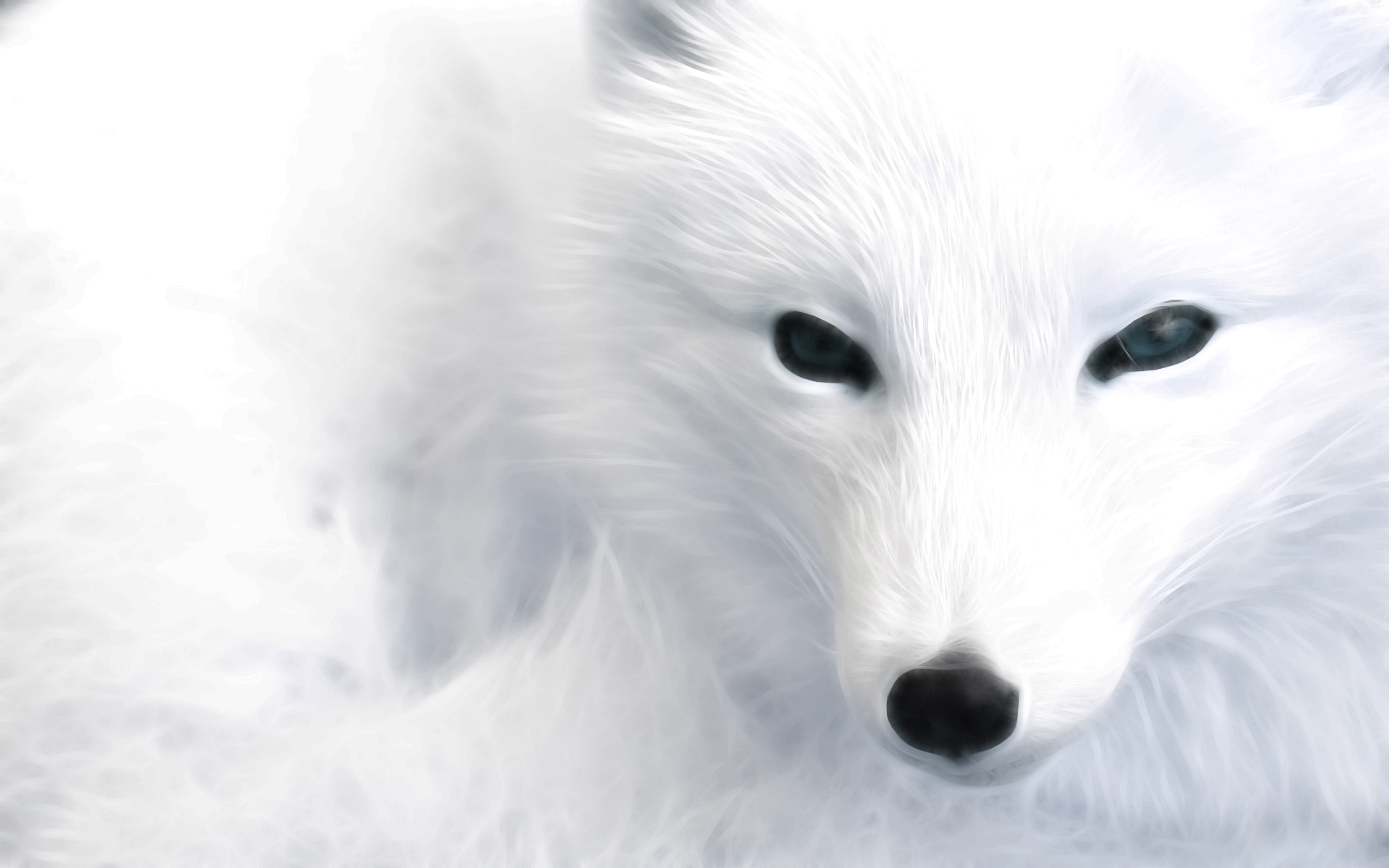arctic fox, animal