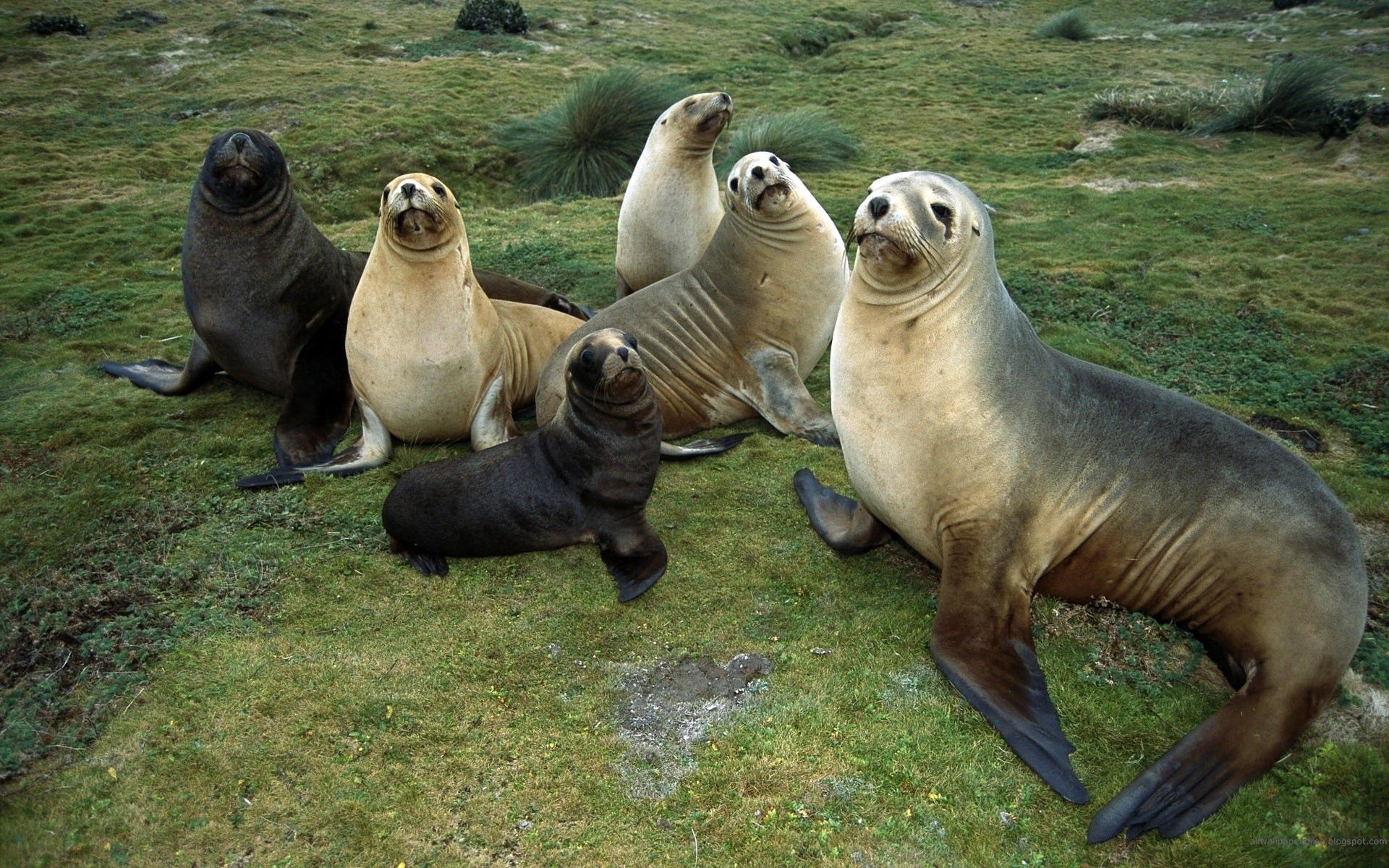 seals, animals, relaxation, rest, family, flock, care