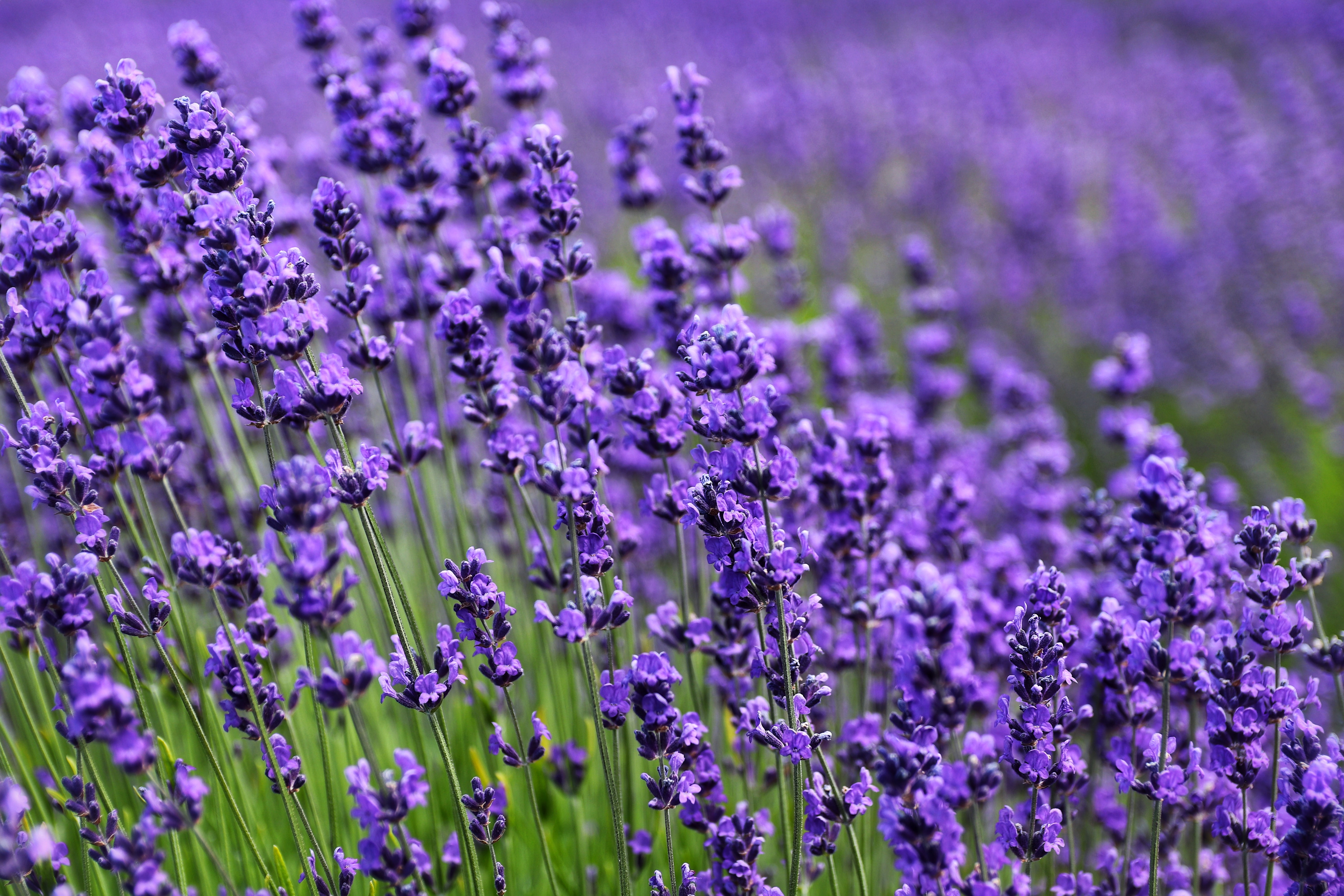 138970 descargar fondo de pantalla lavanda, flores, violeta, flor, florecer, floración, púrpura: protectores de pantalla e imágenes gratis