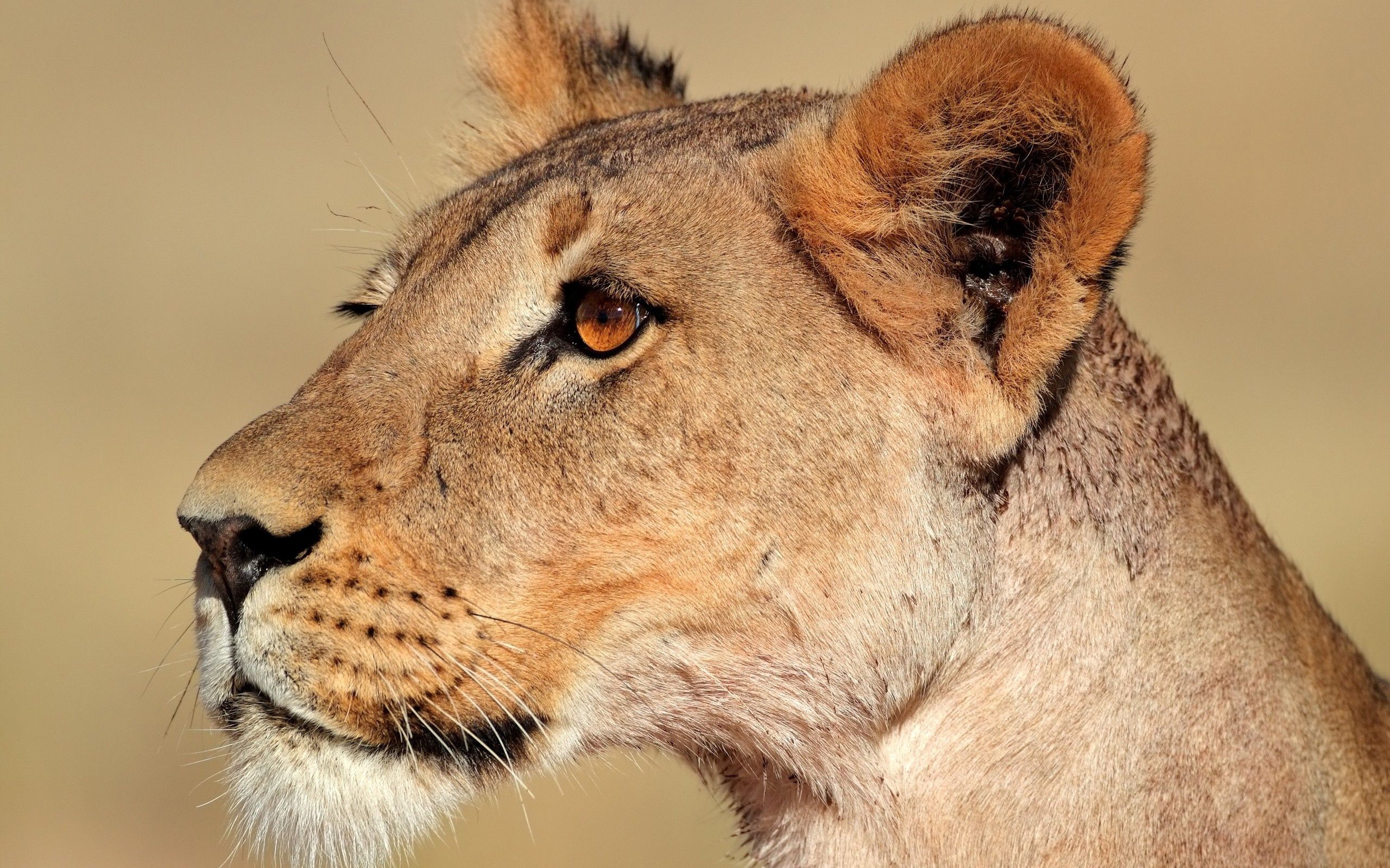 Laden Sie das Schnauze, Profil, Tiere, Ein Löwe, Löwin, Löwe-Bild kostenlos auf Ihren PC-Desktop herunter