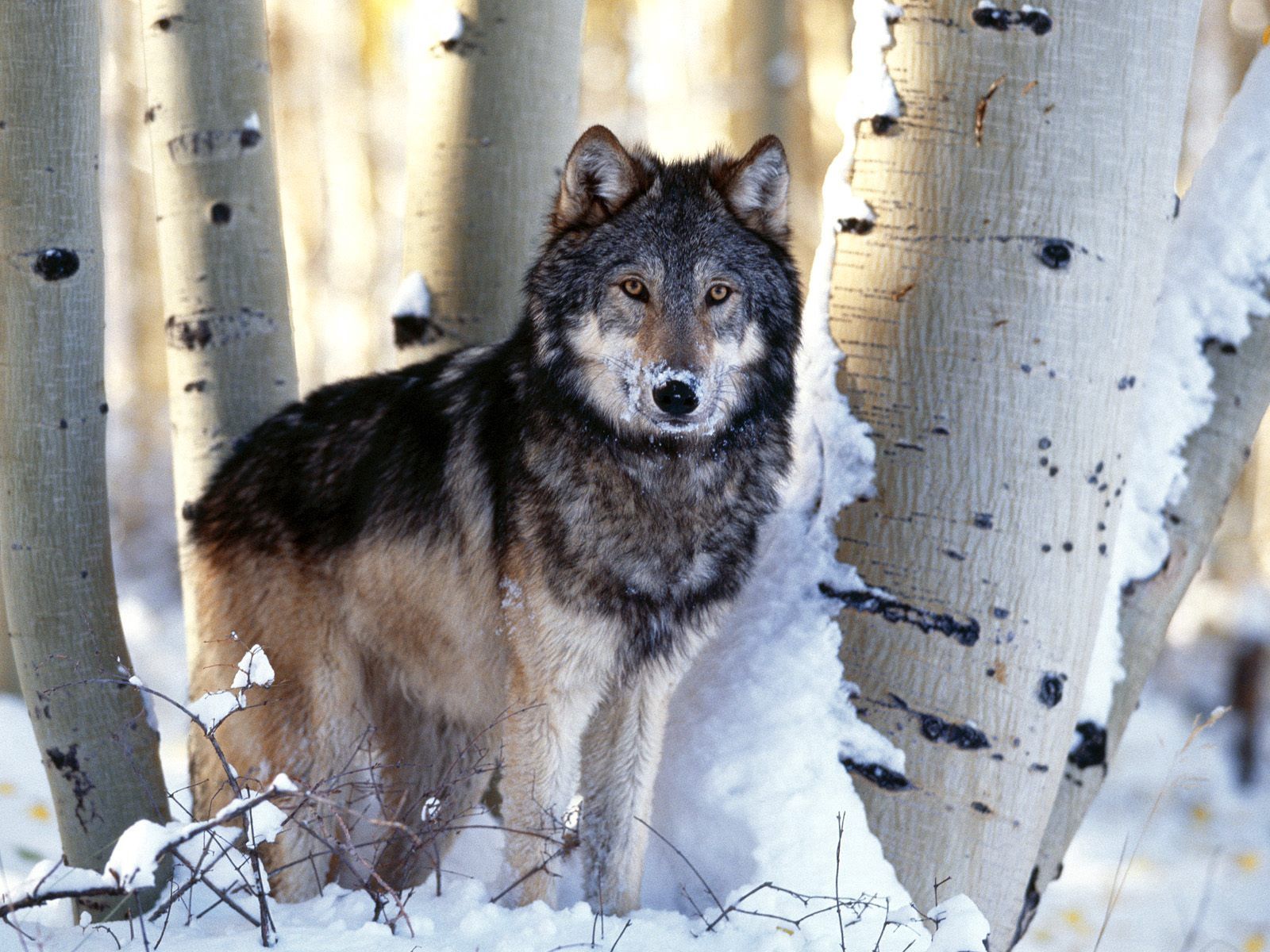 Free download wallpaper Animals, Winter, Trees, Snow, Predator, Wolf on your PC desktop