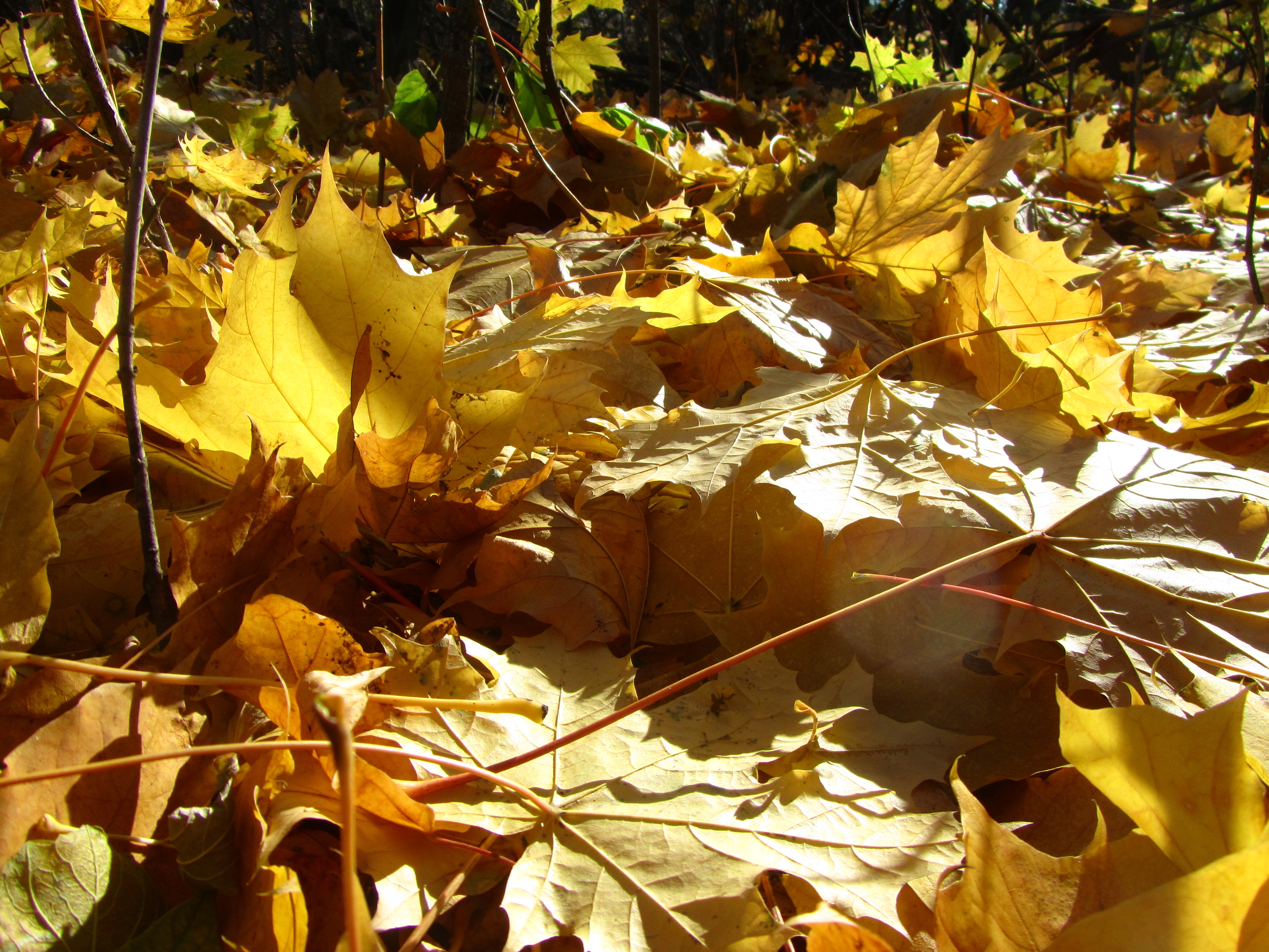 Descarga gratis la imagen Hoja, Tierra/naturaleza en el escritorio de tu PC