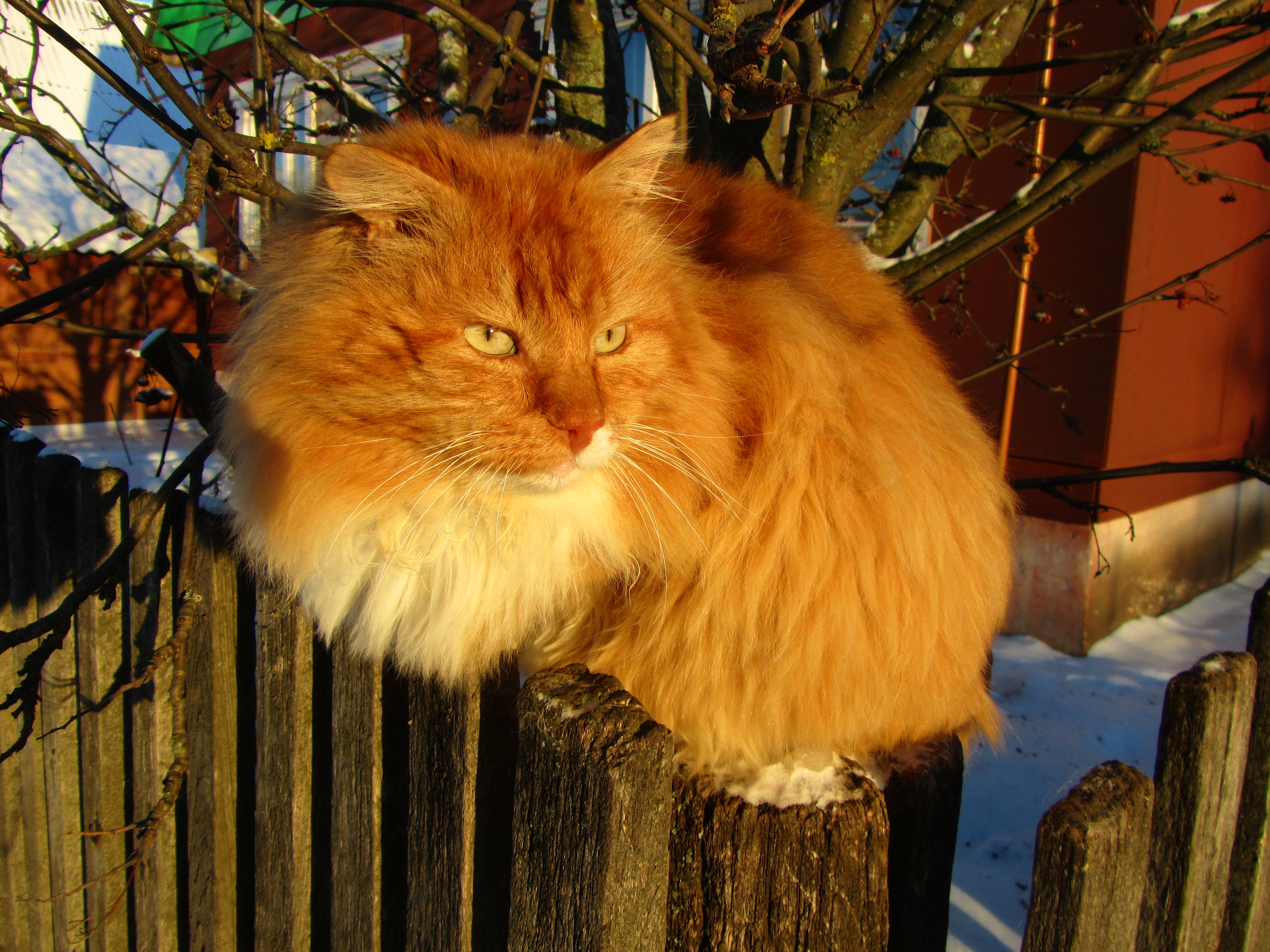 Baixe gratuitamente a imagem Animais, Gatos, Gato na área de trabalho do seu PC