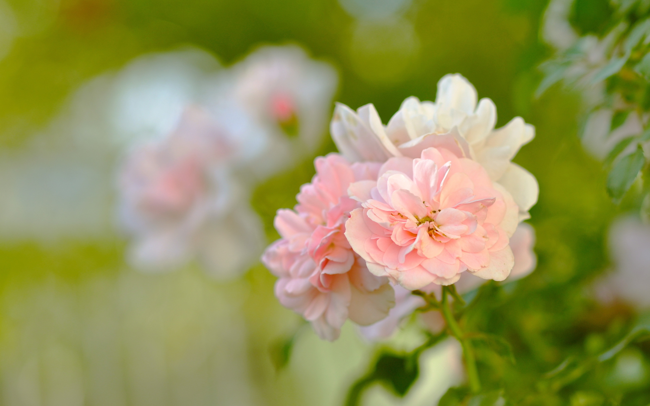 Descarga gratuita de fondo de pantalla para móvil de Flores, Flor, Rosa, Tierra/naturaleza.