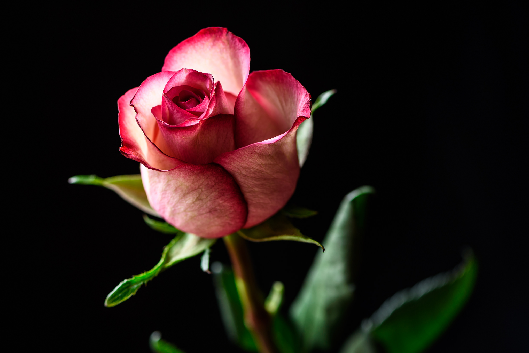 Завантажити шпалери Бутон Троянди на телефон безкоштовно