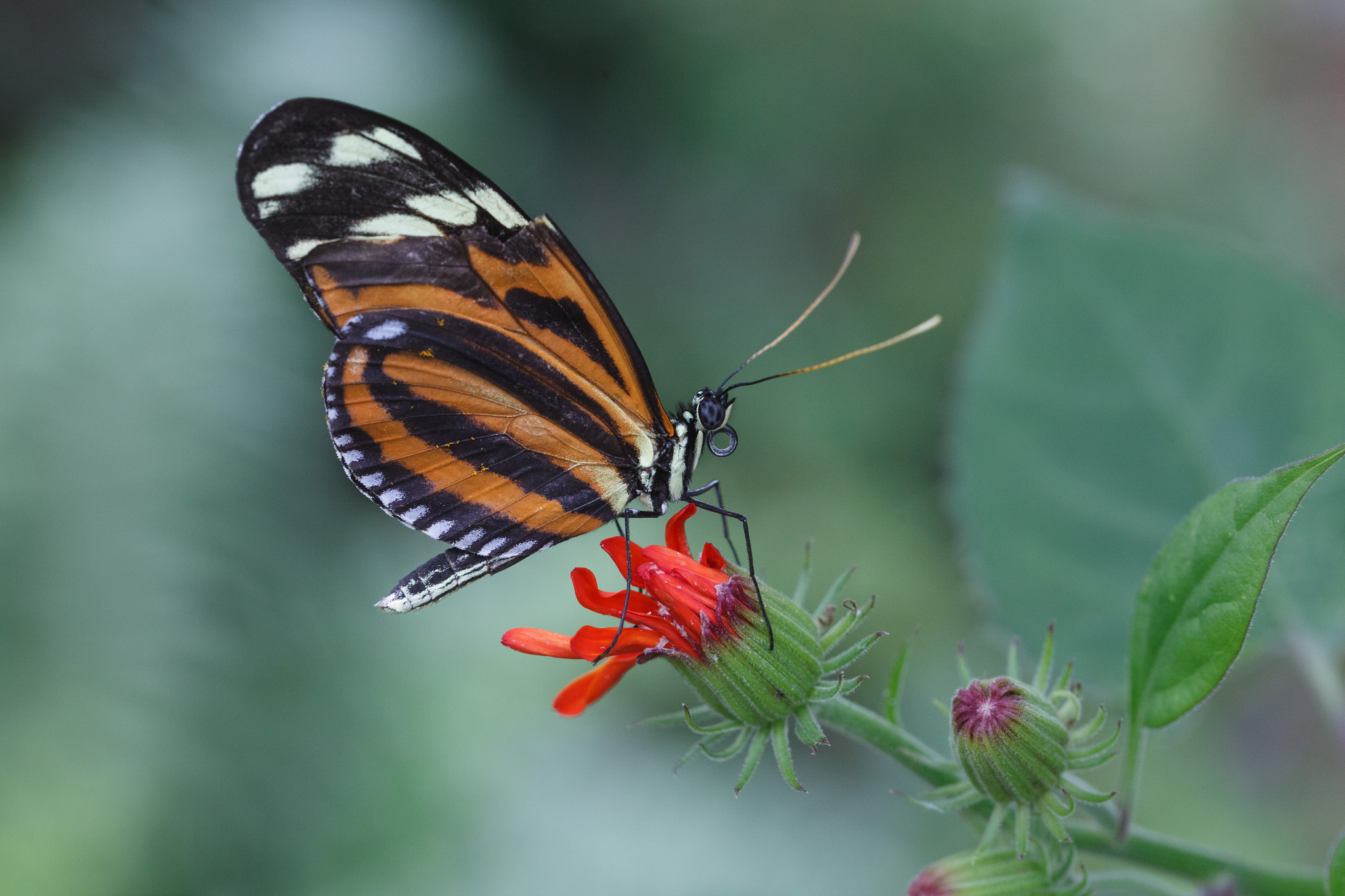 Descarga gratuita de fondo de pantalla para móvil de Animales, Flor, Insecto, Mariposa, Bokeh.