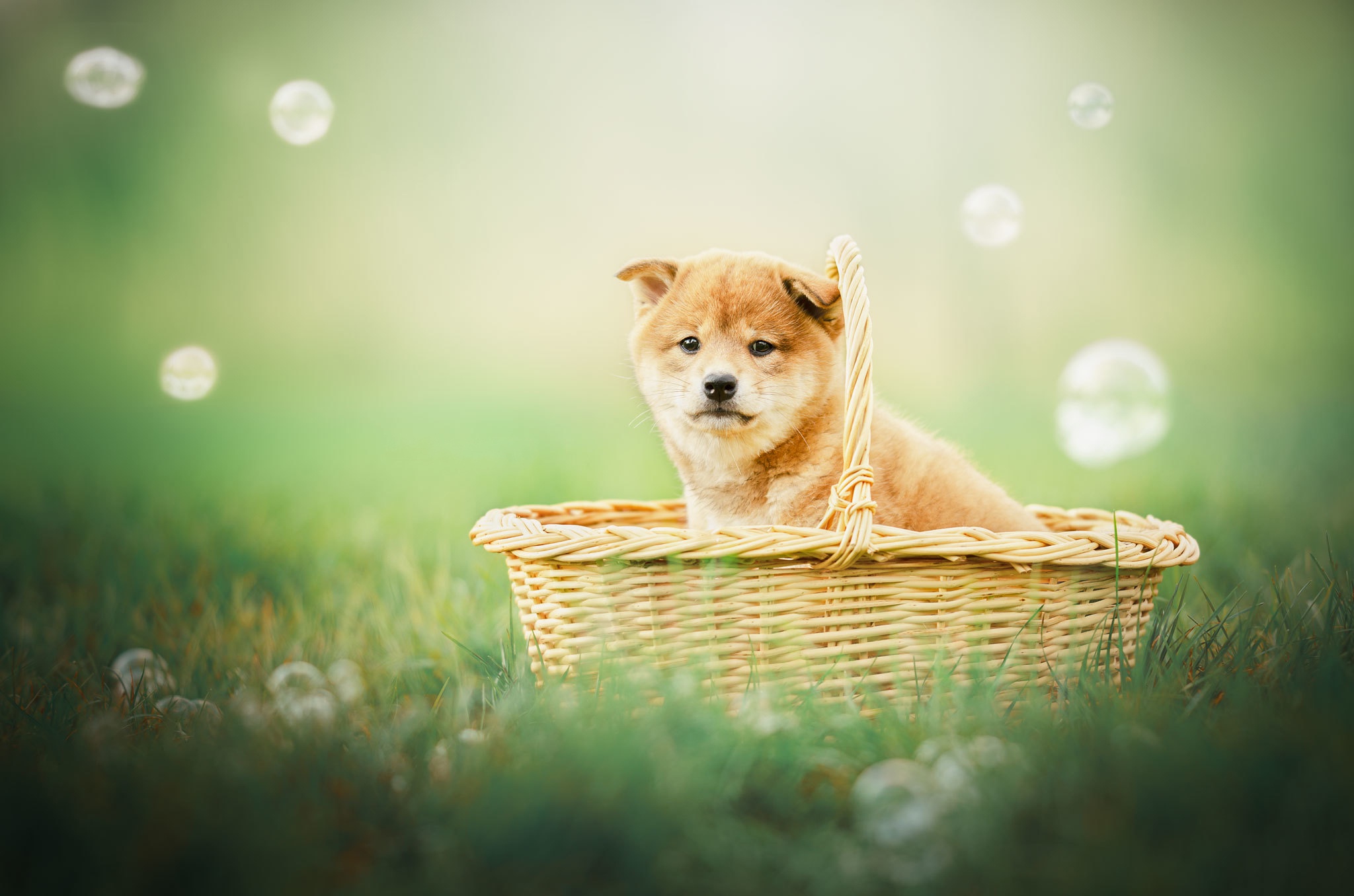 Laden Sie das Tiere, Hunde, Hund, Welpen, Korb, Shiba Inu, Tierbaby-Bild kostenlos auf Ihren PC-Desktop herunter
