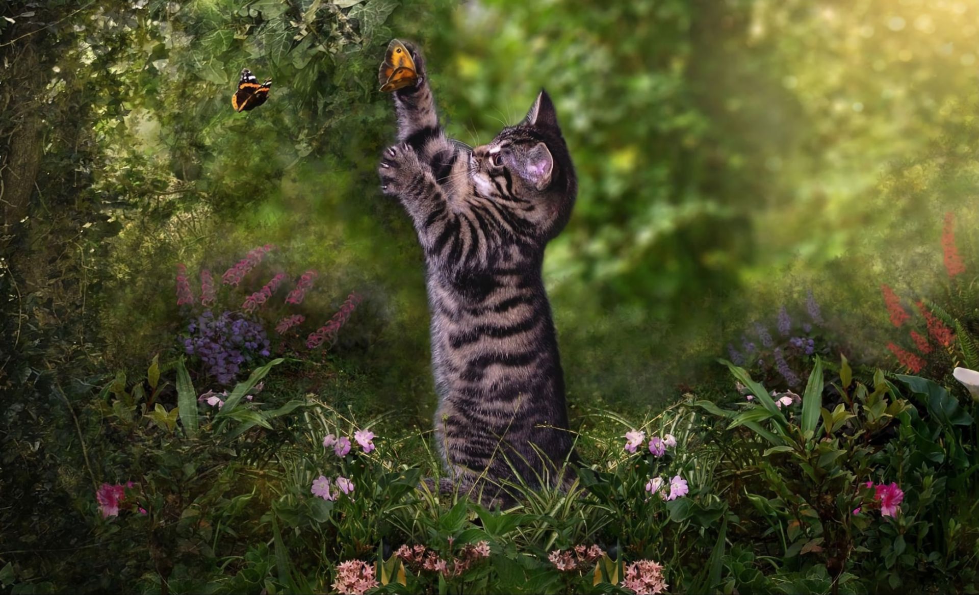 400421 descargar imagen animales, gato, mariposa, lindo, gatito, jugando, gatos: fondos de pantalla y protectores de pantalla gratis