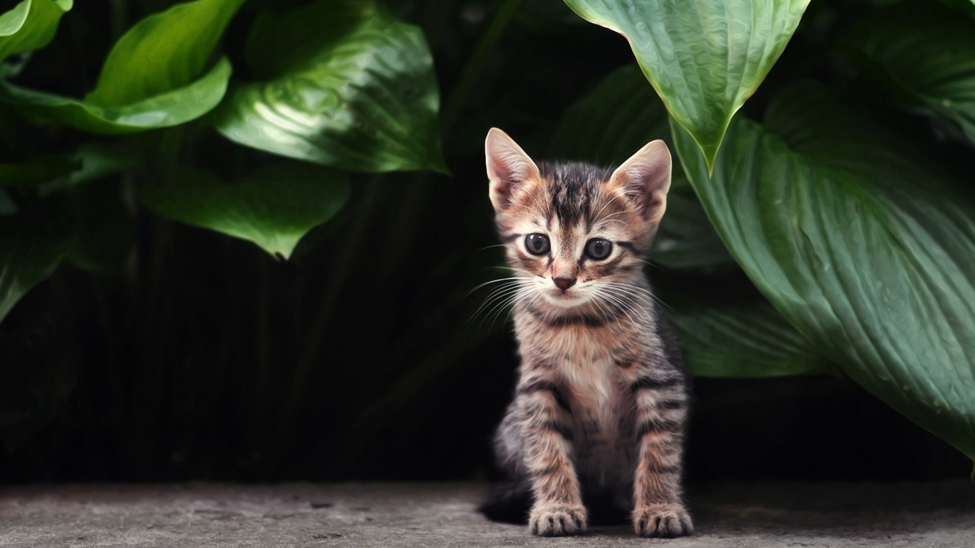 Скачати мобільні шпалери Кошеня, Кішка, Коти, Тварина, Милий безкоштовно.