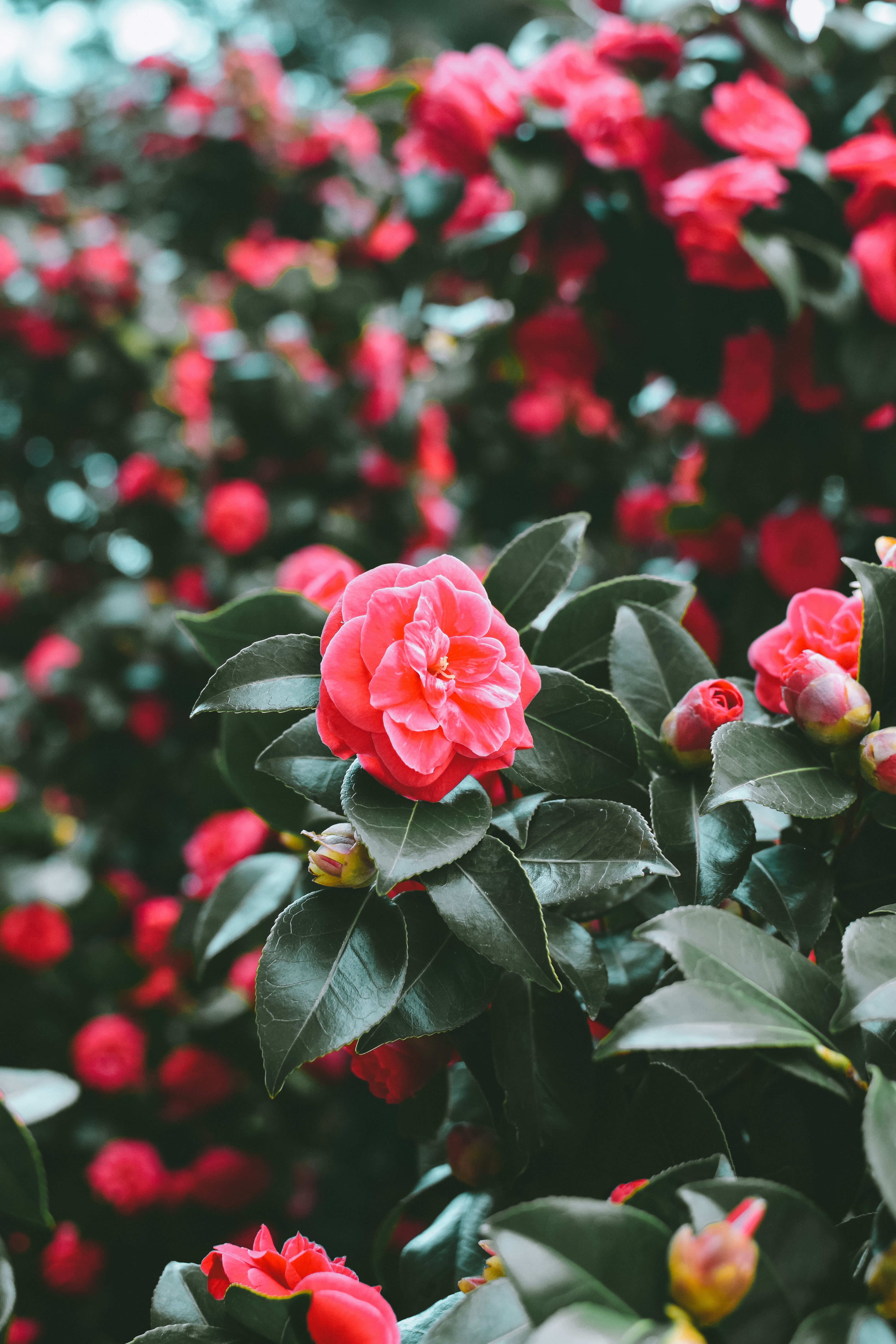 Free download wallpaper Flowers, Bush, Blur, Smooth, Pink, Spring on your PC desktop