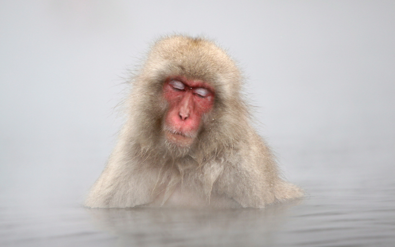 animal, japanese macaque, monkey