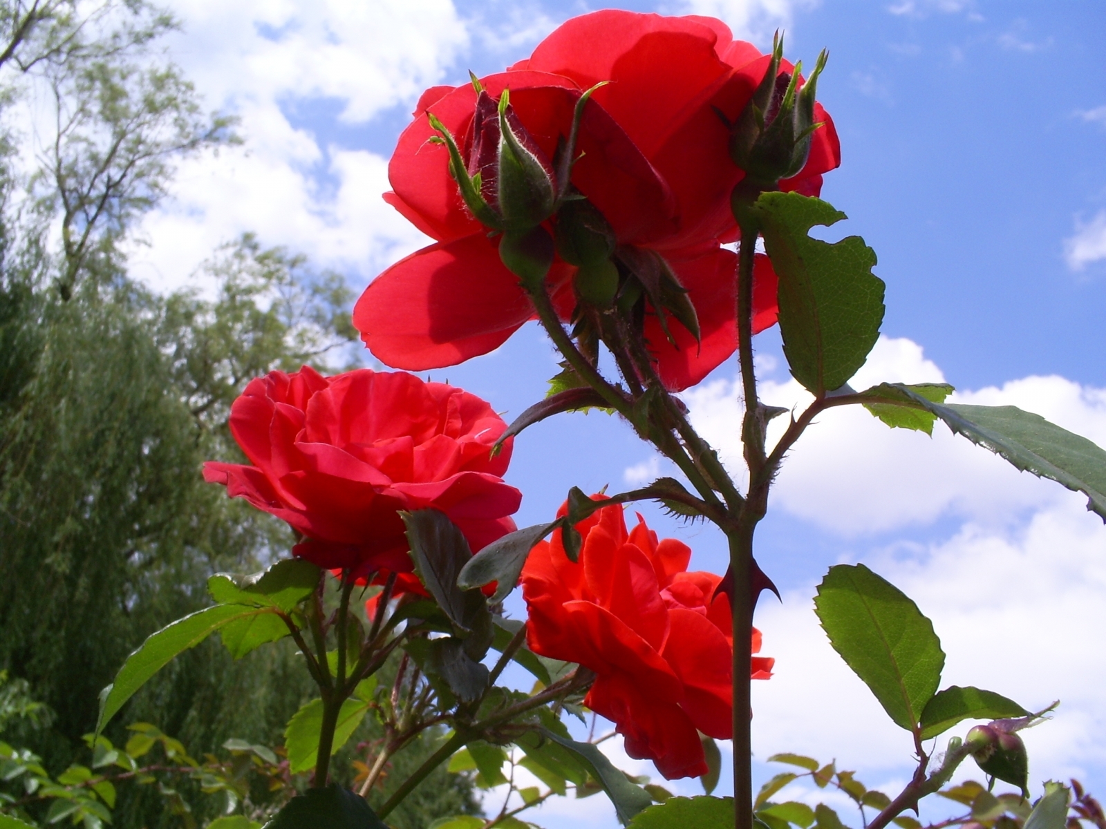 Descarga gratuita de fondo de pantalla para móvil de Plantas, Flores, Roses.
