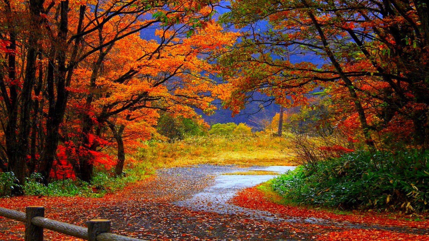 PCデスクトップに秋, 道, 森, マンメイド画像を無料でダウンロード