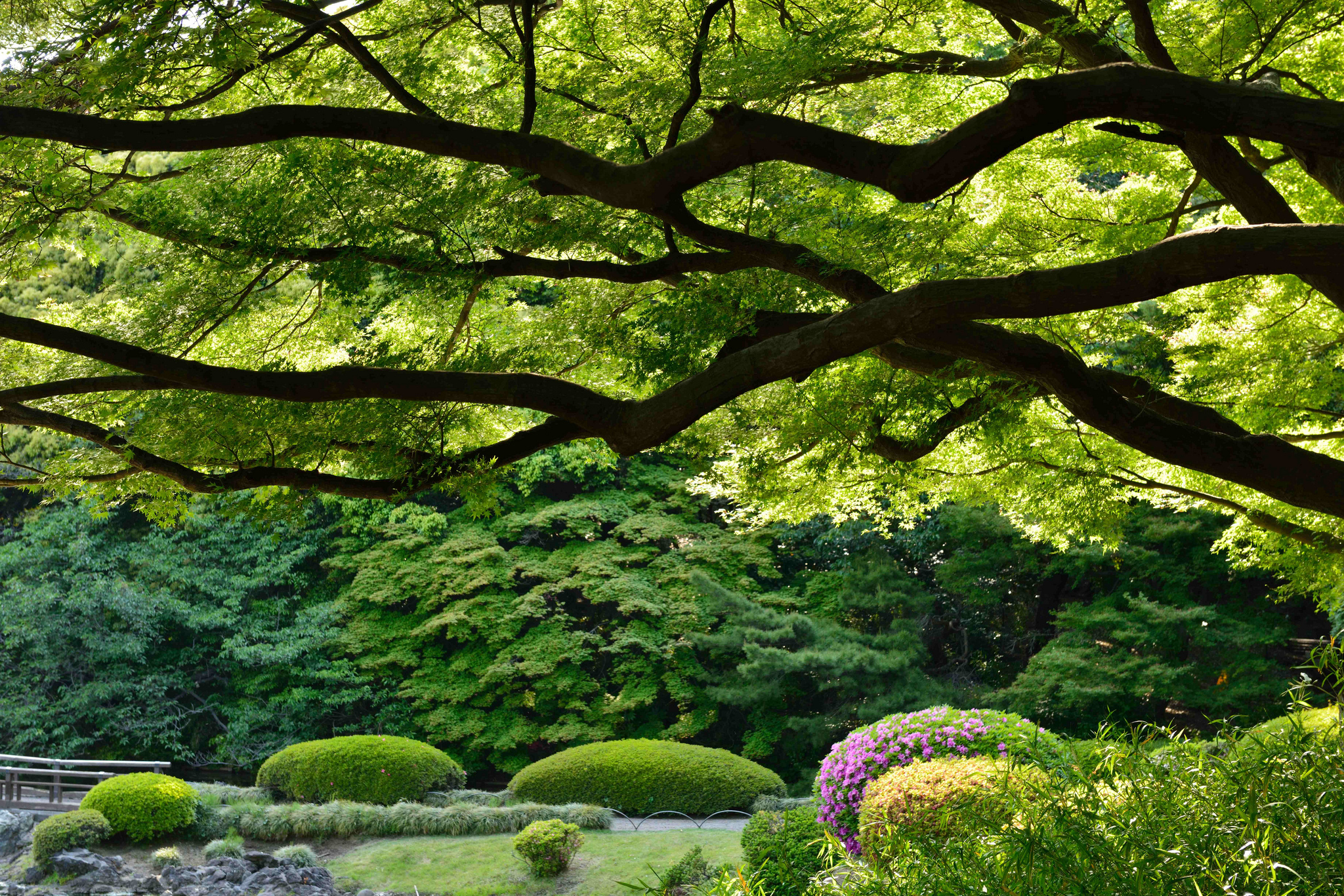 PCデスクトップに木, 公園, 日本, 東京, マンメイド, 新宿御苑画像を無料でダウンロード
