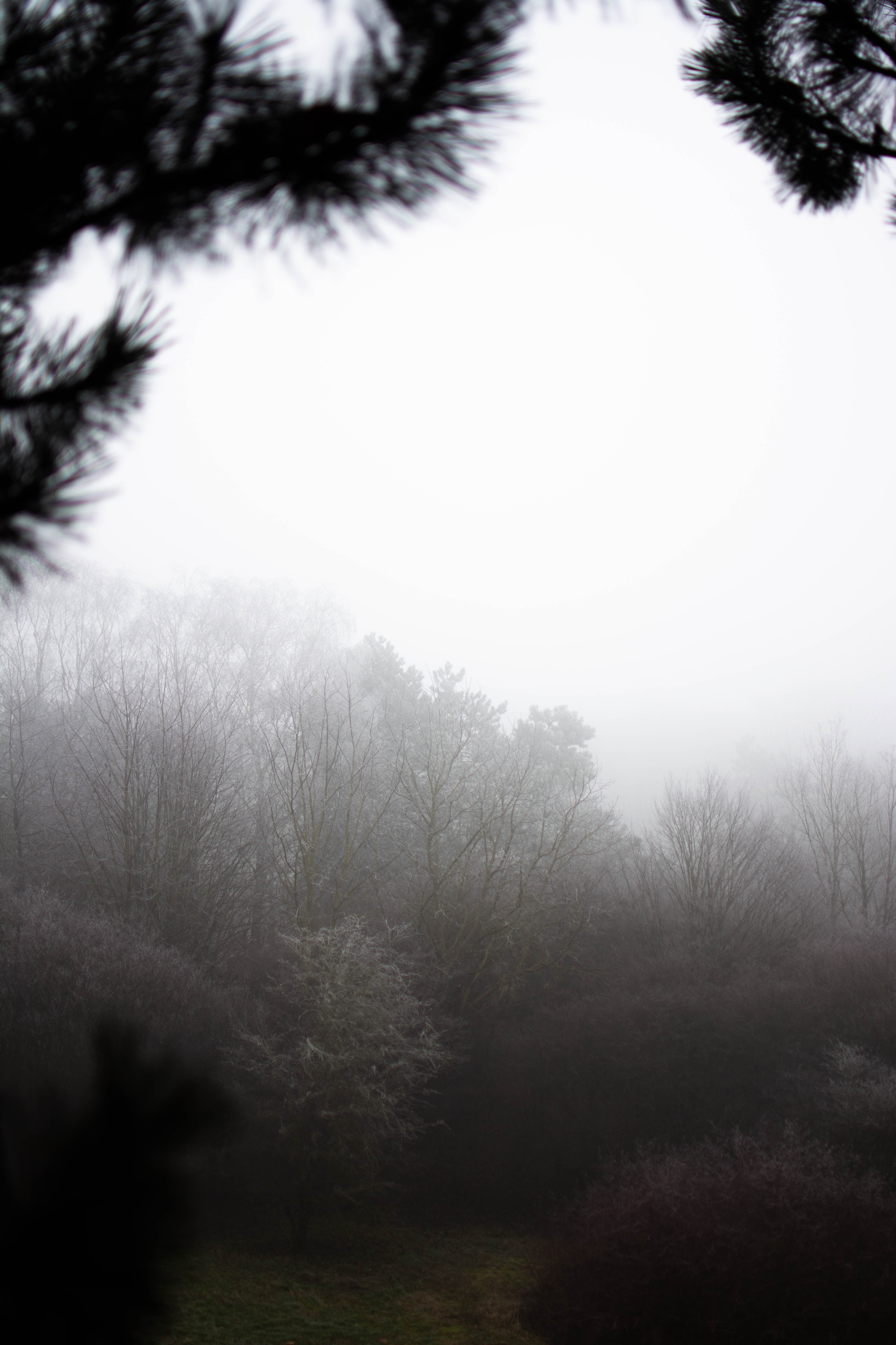 Descarga gratis la imagen Naturaleza, Arbusto, Niebla, Árboles en el escritorio de tu PC