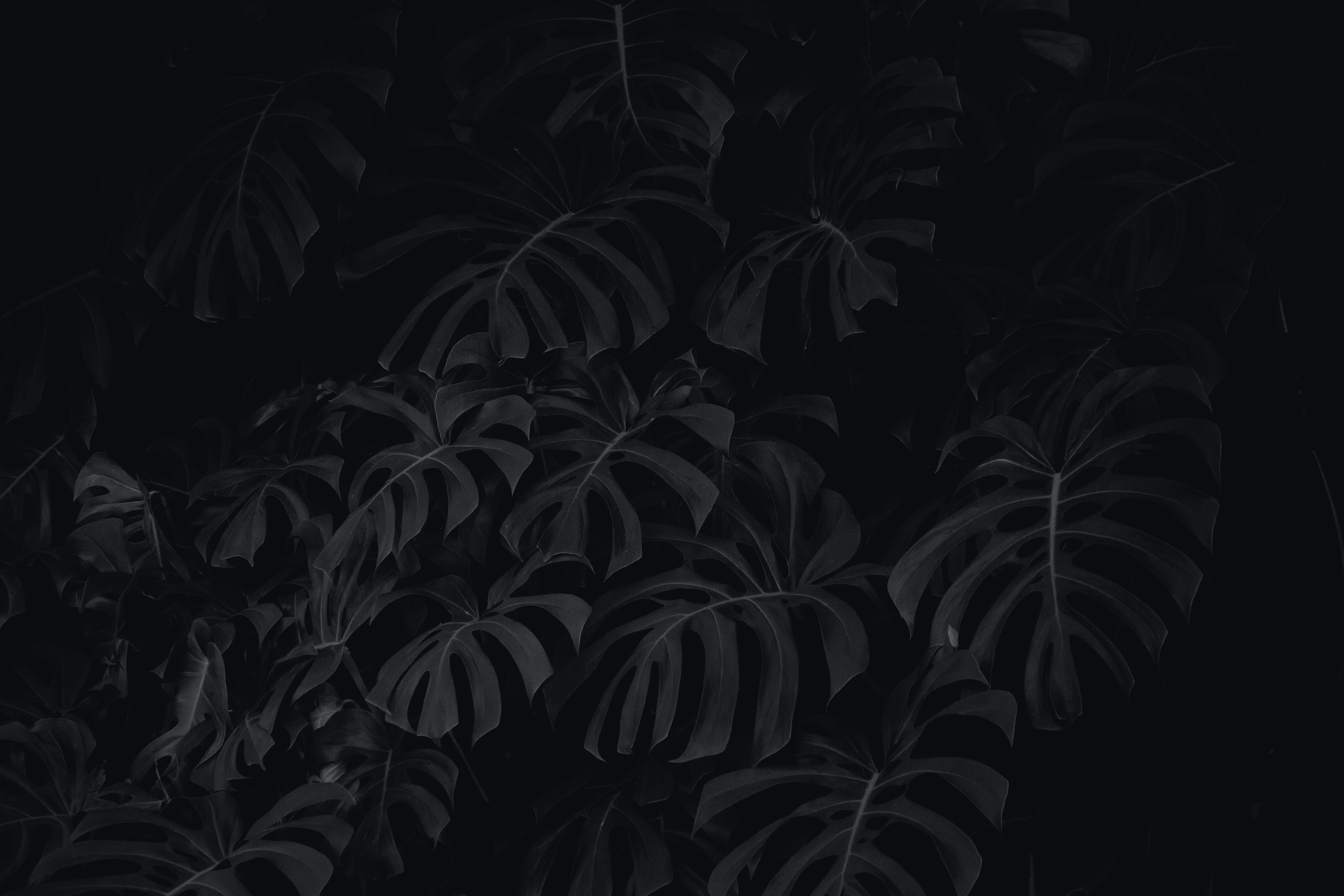 android plant, black, leaves, bw, chb
