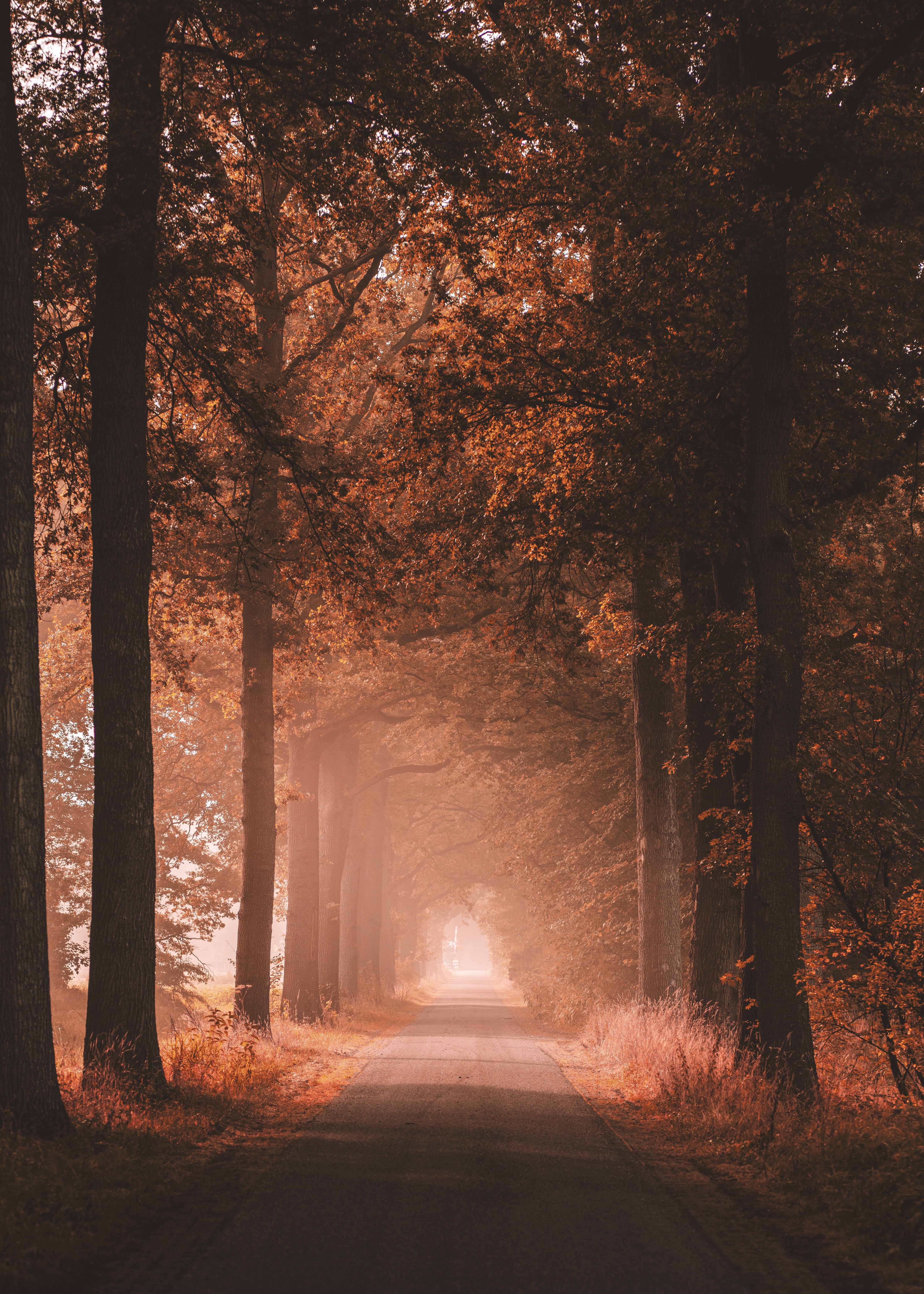 nature, trees, road, alley, dahl, distance phone wallpaper