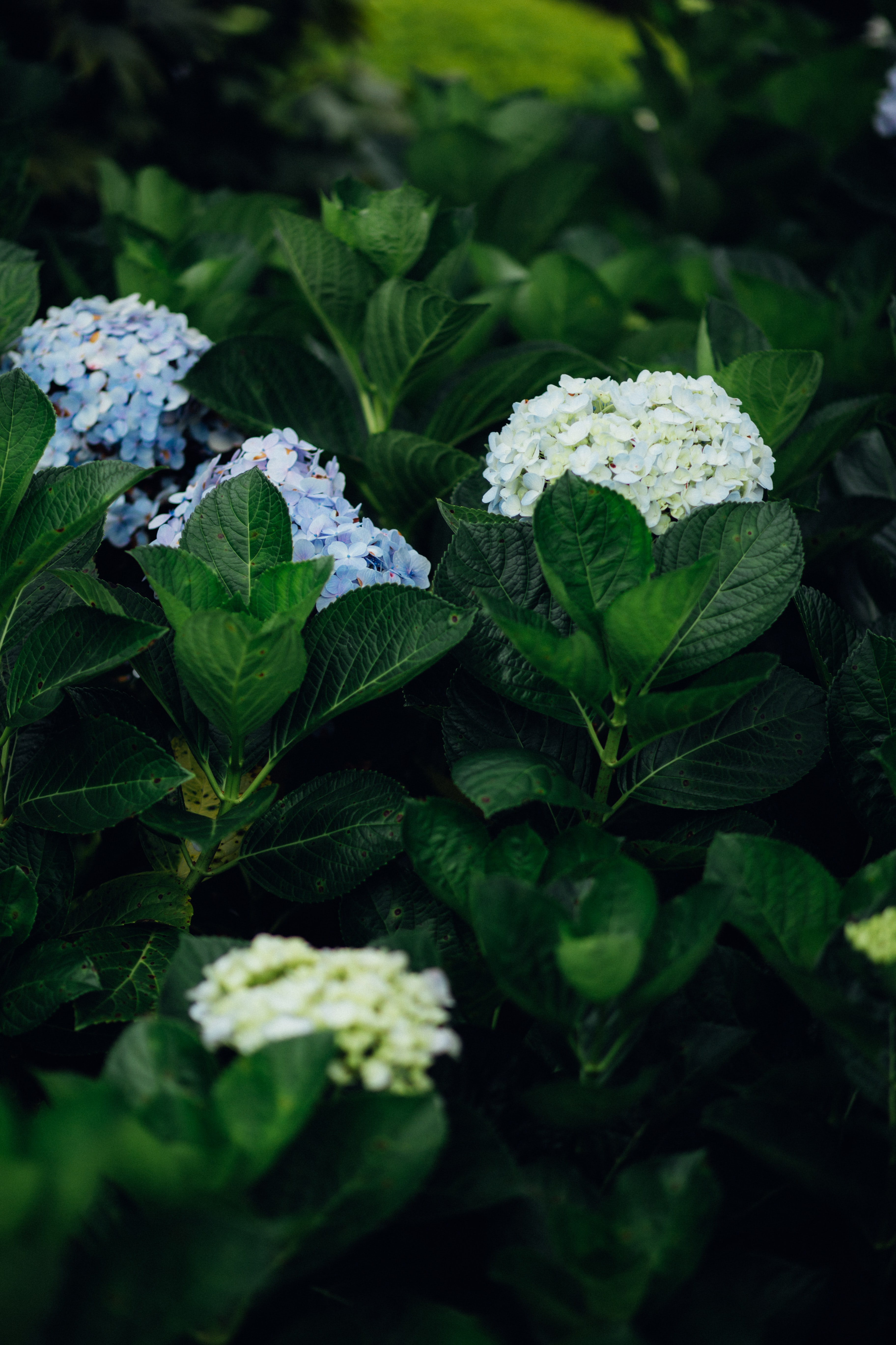 Laden Sie das Blätter, Bush, Hortensie, Blumen-Bild kostenlos auf Ihren PC-Desktop herunter