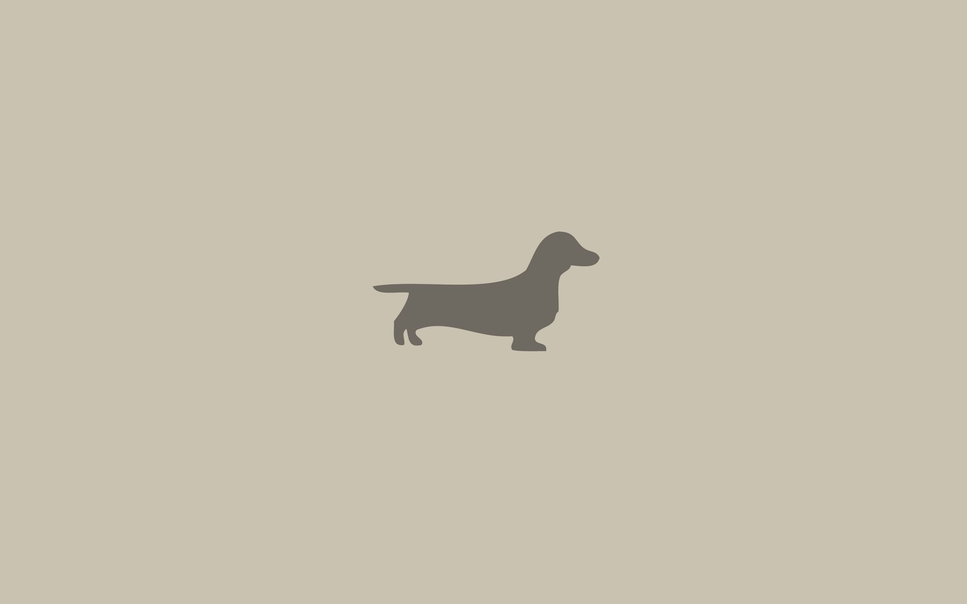 92772 descargar imagen minimalismo, dachshund, perro, animal, perro tejonero: fondos de pantalla y protectores de pantalla gratis