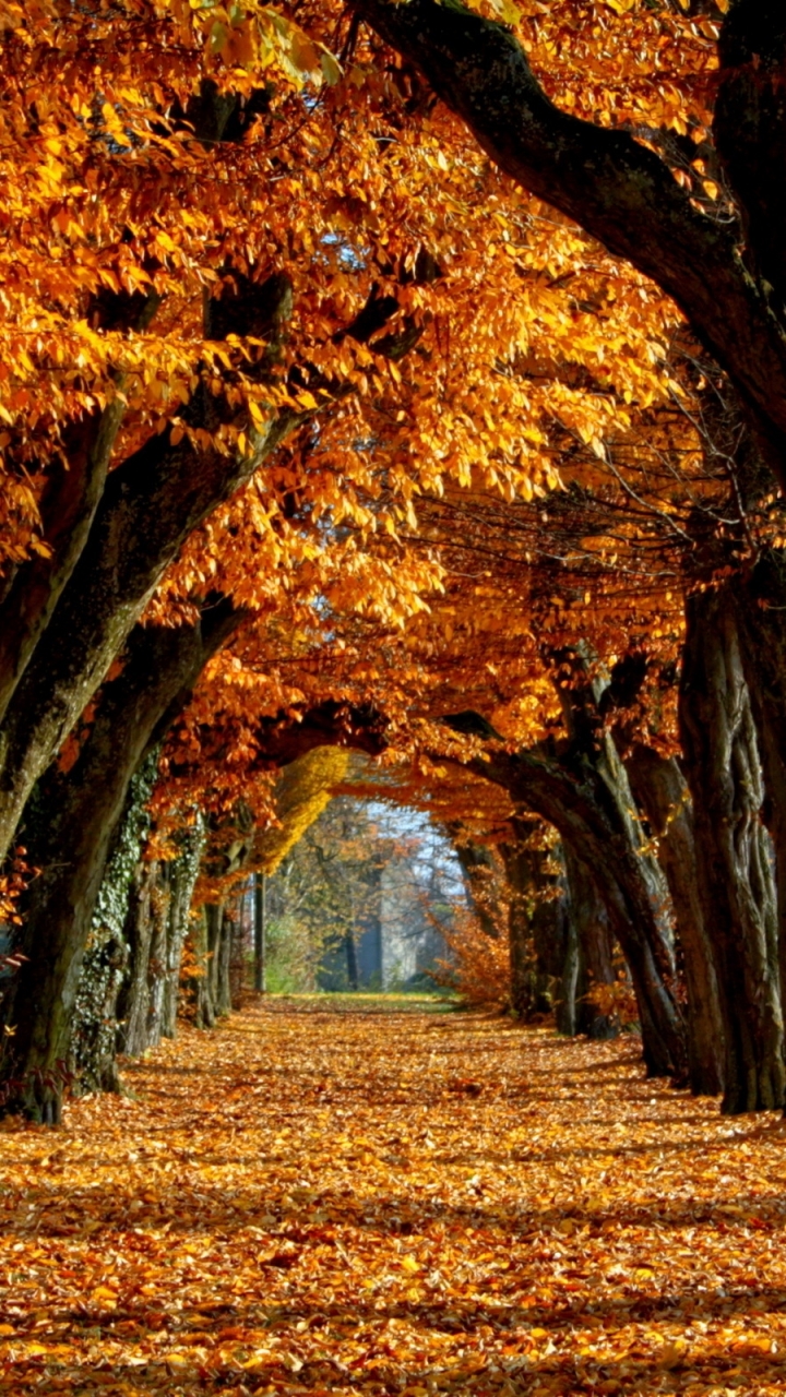 Download Popular  Phone background
