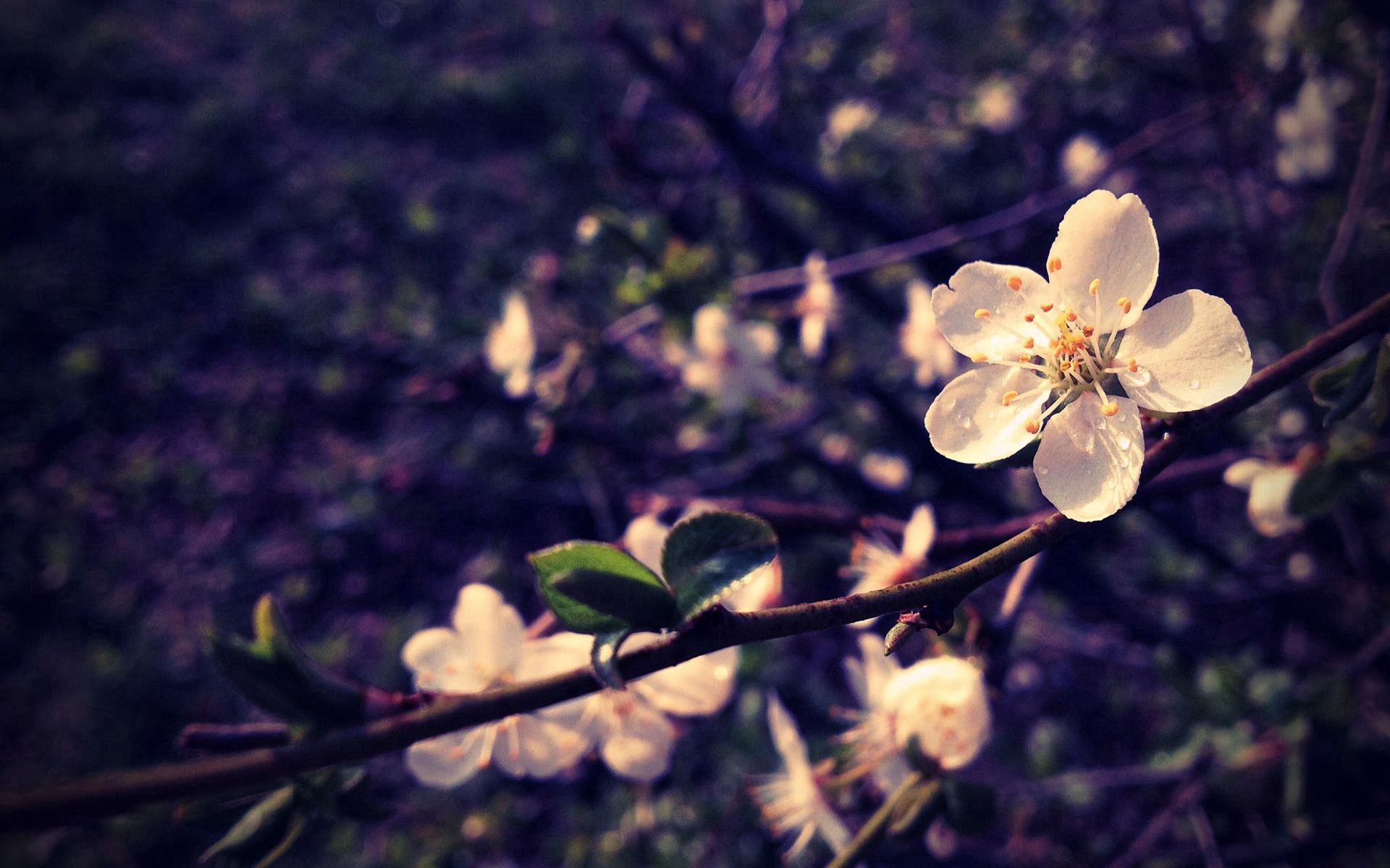 PCデスクトップにブランチ, 咲く, 大きい, 枝, 開花, マクロ, 葉, フラワーズ画像を無料でダウンロード