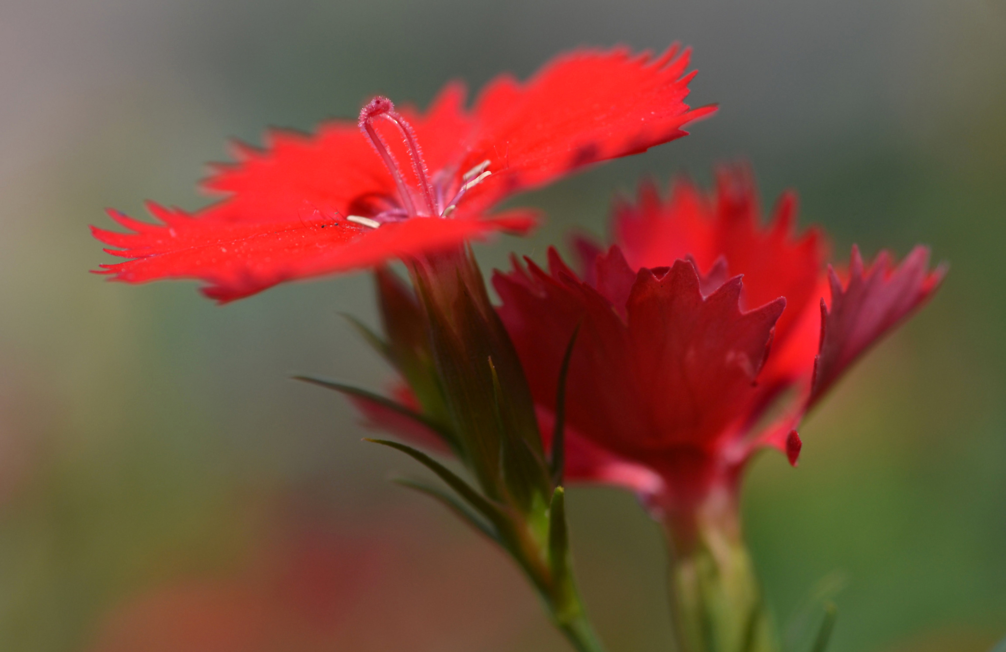 Laden Sie das Natur, Blumen, Blume, Nahansicht, Nelke, Rote Blume, Erde/natur-Bild kostenlos auf Ihren PC-Desktop herunter