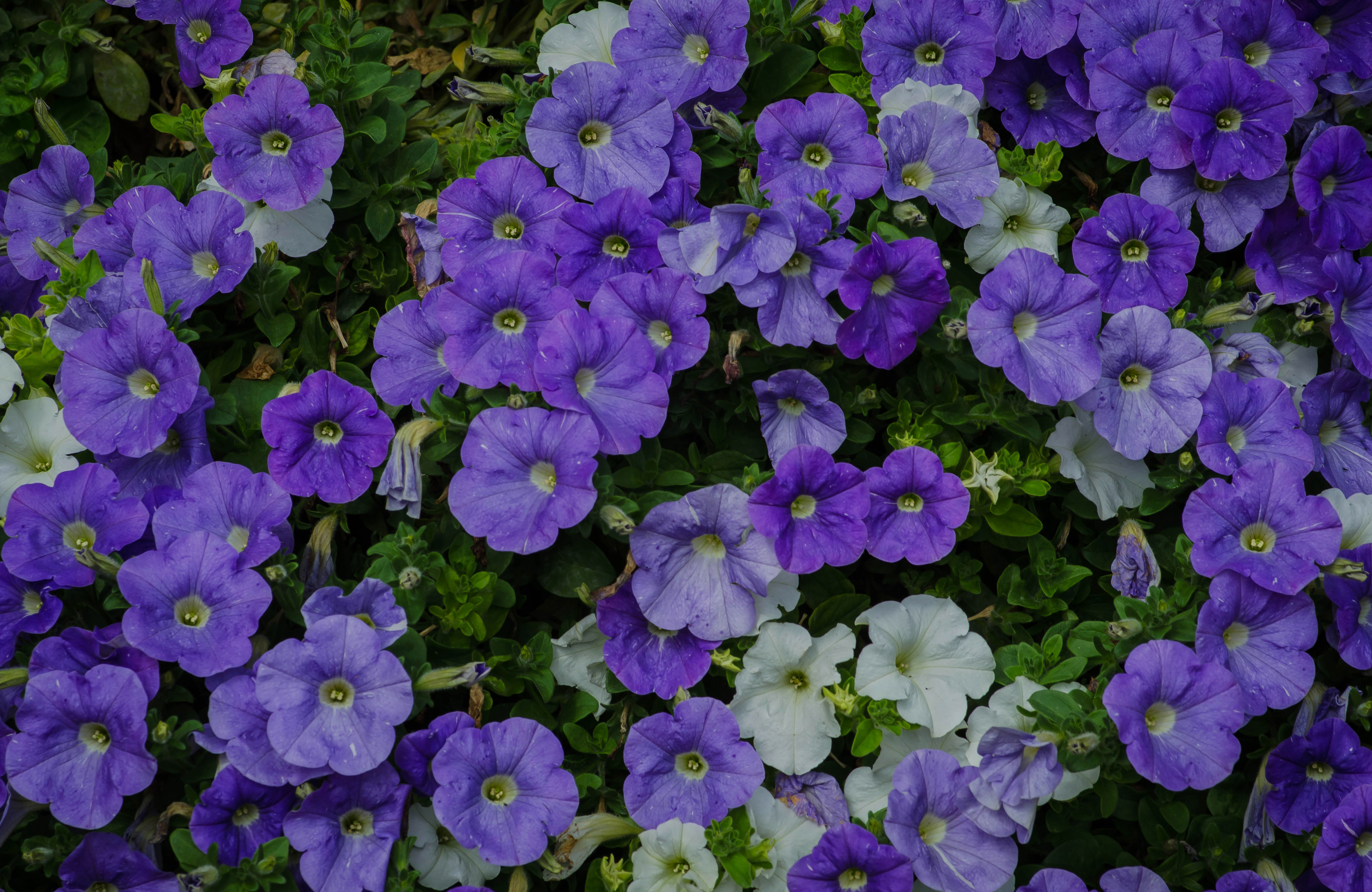 457636 скачать картинку земля/природа, петуния, цветок, фиолетовый цветок, флауэрсы - обои и заставки бесплатно