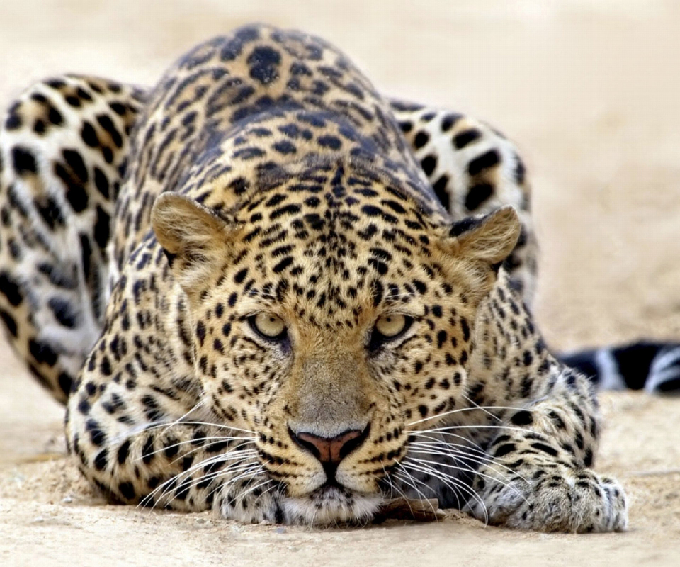 Download mobile wallpaper Cats, Leopard, Animal for free.