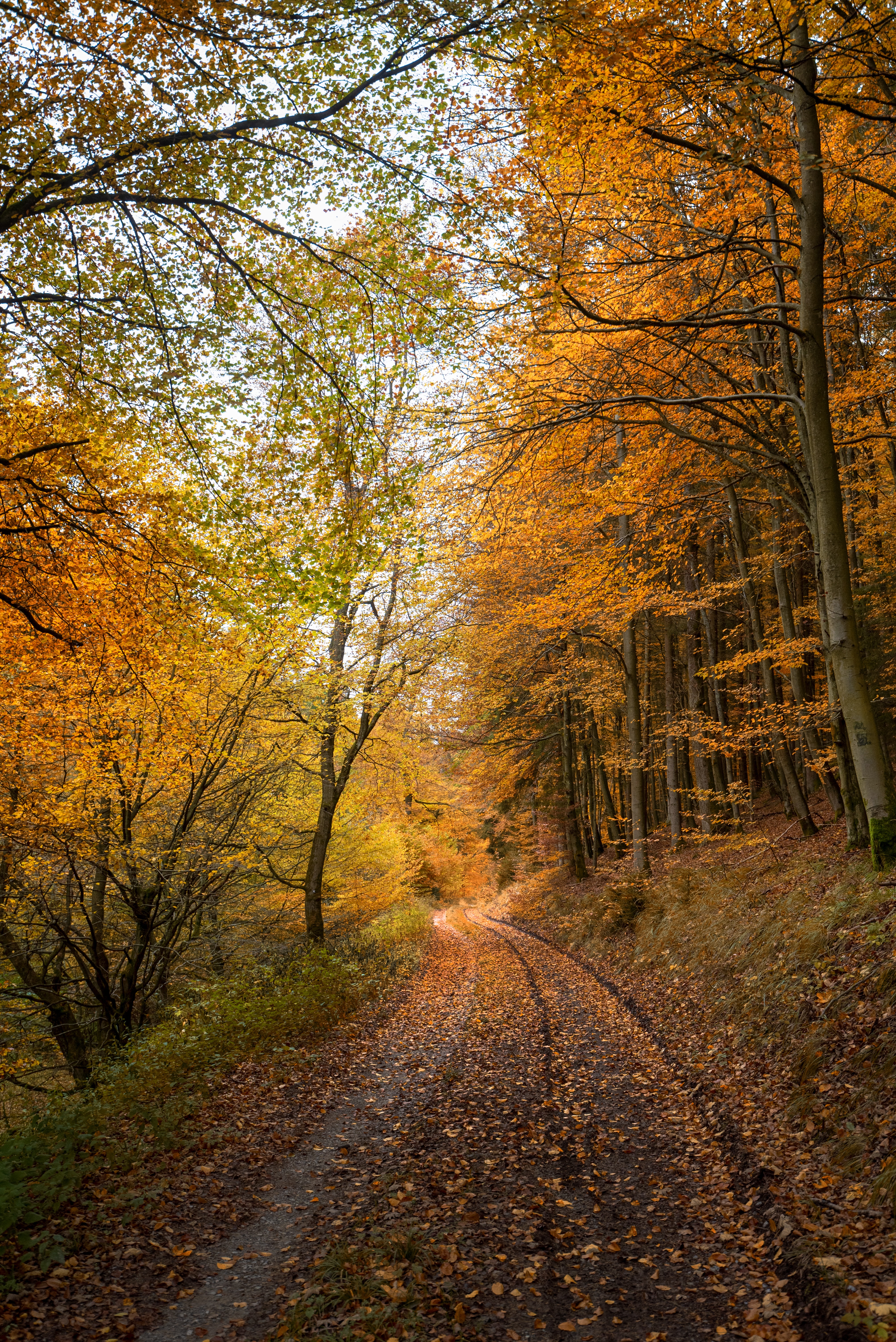 102662 скачать картинку природа, осень, дорога, лес, опавшие листья - обои и заставки бесплатно