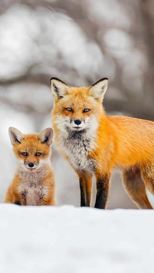 無料モバイル壁紙動物, 冬, 雪, 狐, カブ, レッドフォックスをダウンロードします。