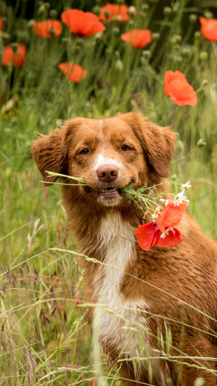 Download mobile wallpaper Dogs, Dog, Animal, Poppy, Nova Scotia Duck Tolling Retriever for free.