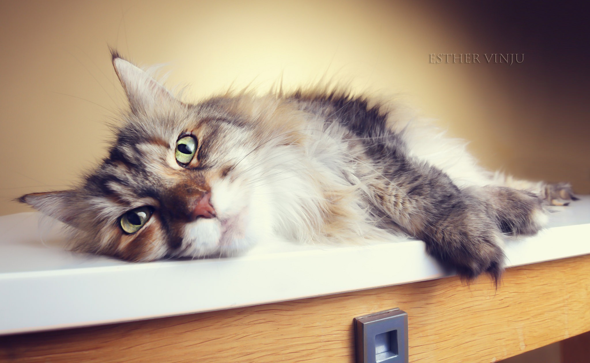Descarga gratis la imagen Animales, Gatos, Gato, Descansando en el escritorio de tu PC